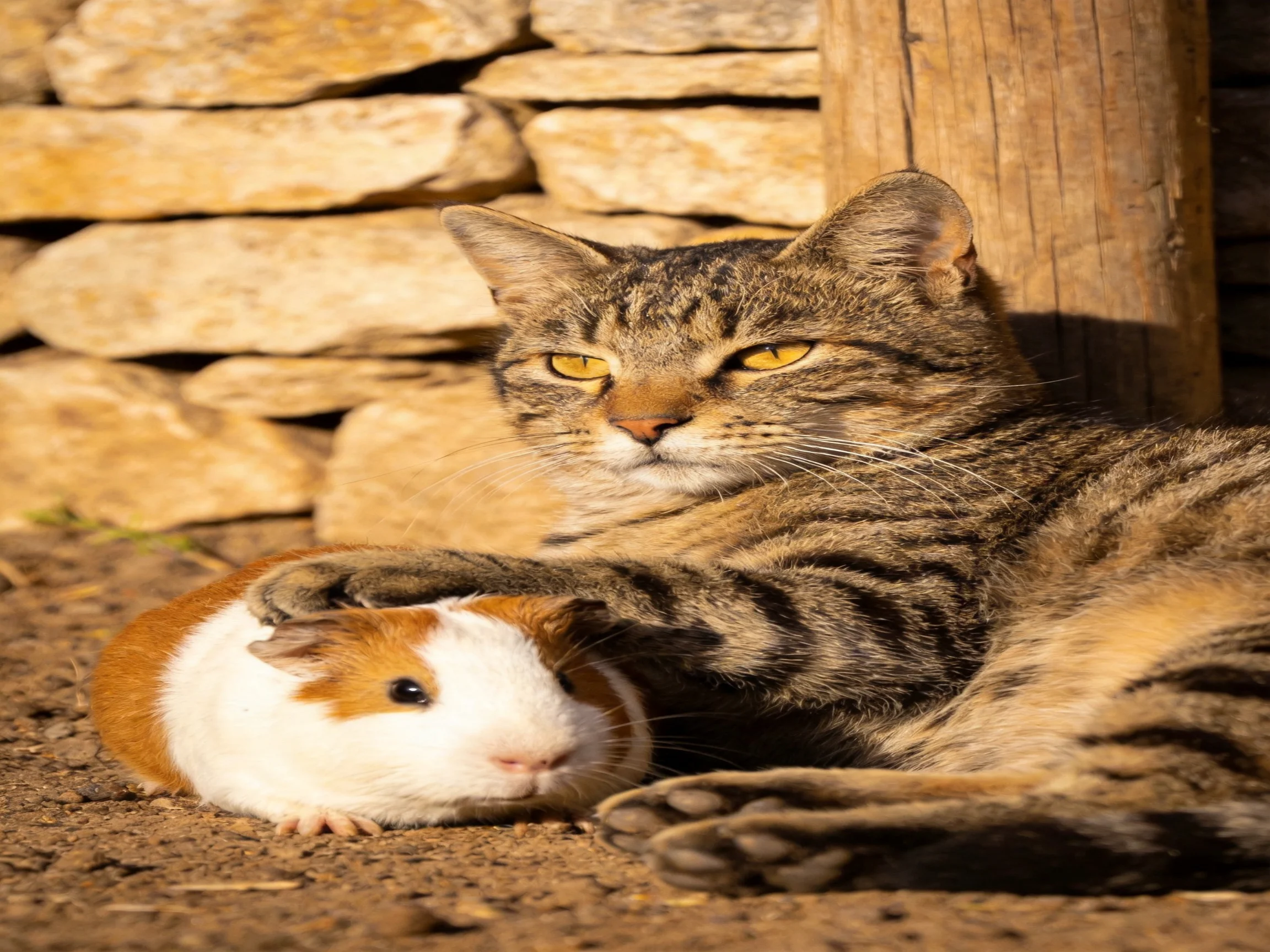 A tabby cat cuddles a brown-and-white guinea pig by a stone wall