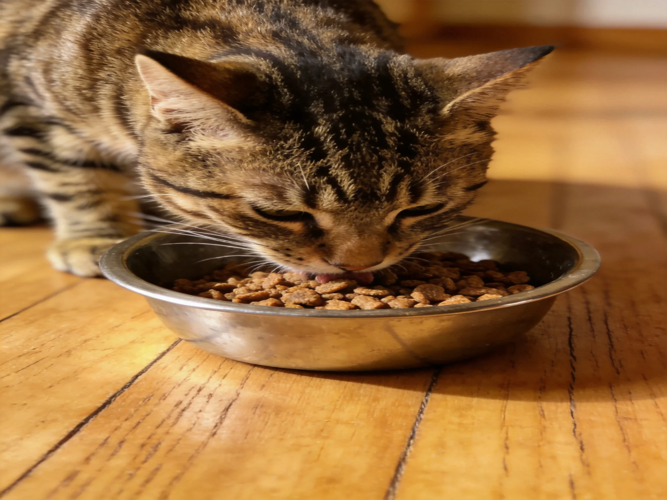 A tabby cat eating dry kibble from a stainless steel bowl on wooden floors