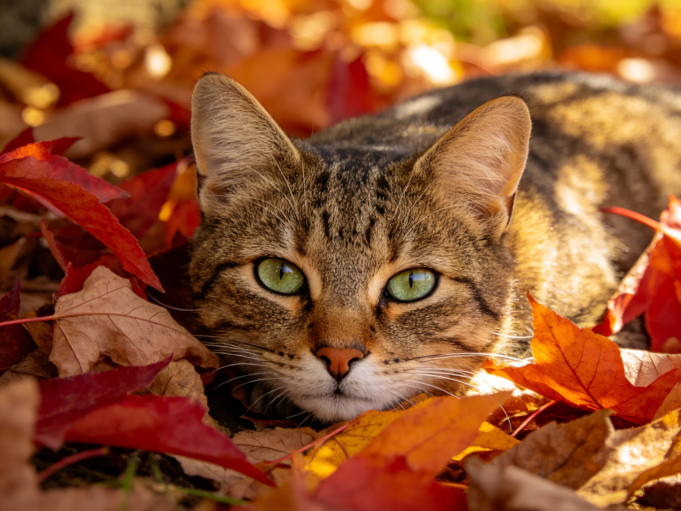 A tabby cat rests among autumn leaves in a sunlit setting.