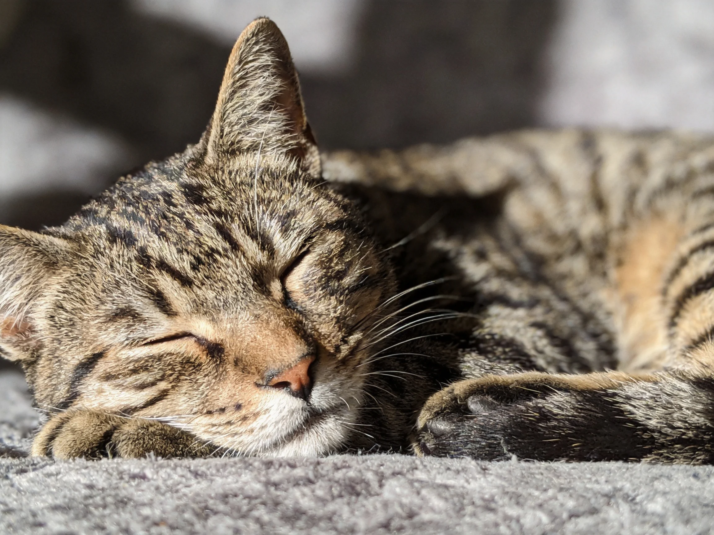 A tabby cat peacefully rests on a soft gray fabric