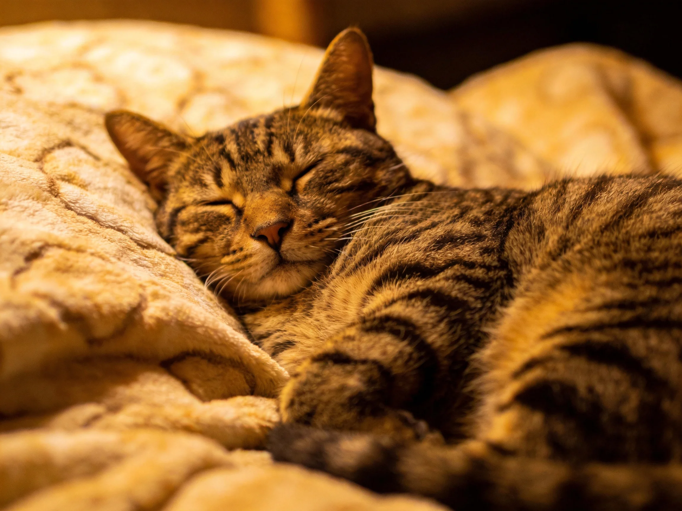 A tabby cat peacefully sleeps on a textured beige blanket