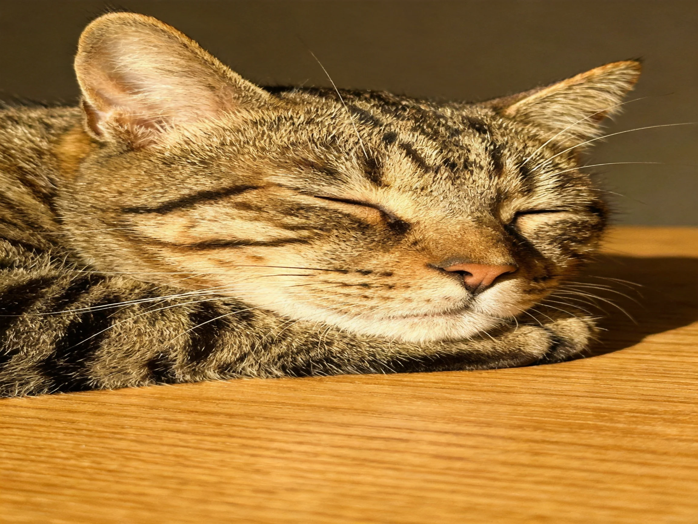 A tabby cat peacefully sleeps on a wooden surface in warm light
