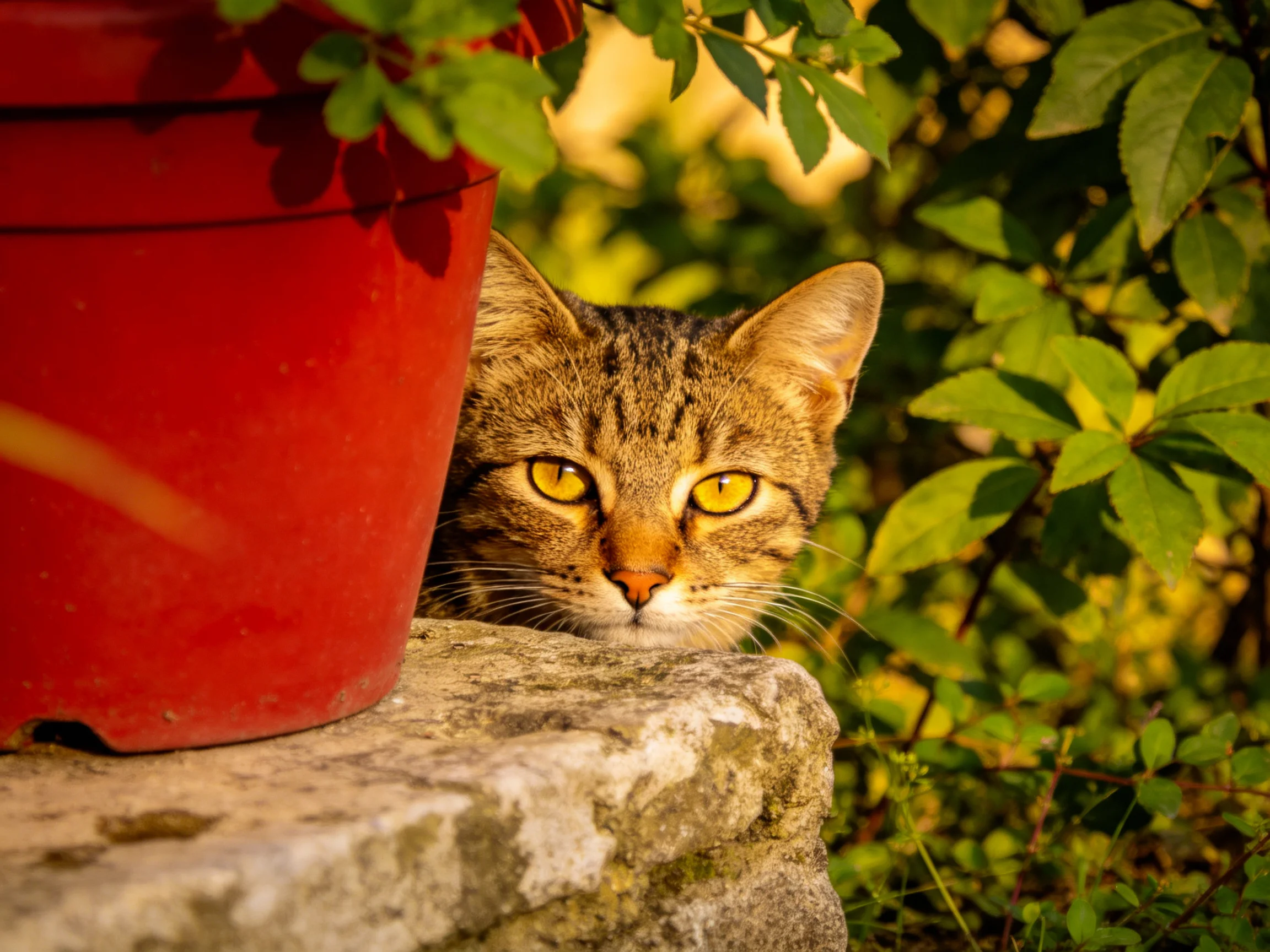 A tabby cat hides partially behind a red planter in a sunlit garden.