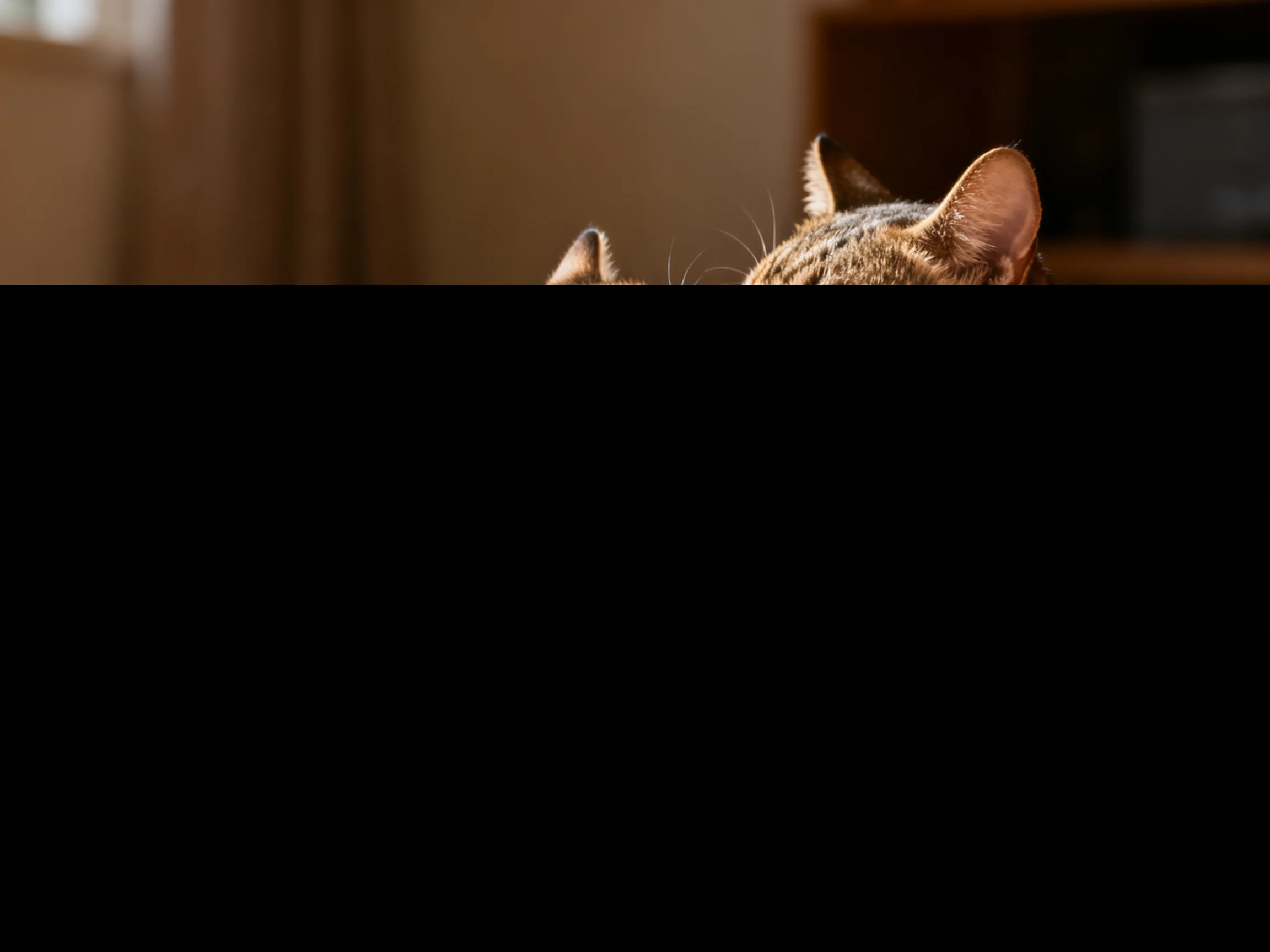 A tabby cat peeks over a dark surface in a warmly lit room
