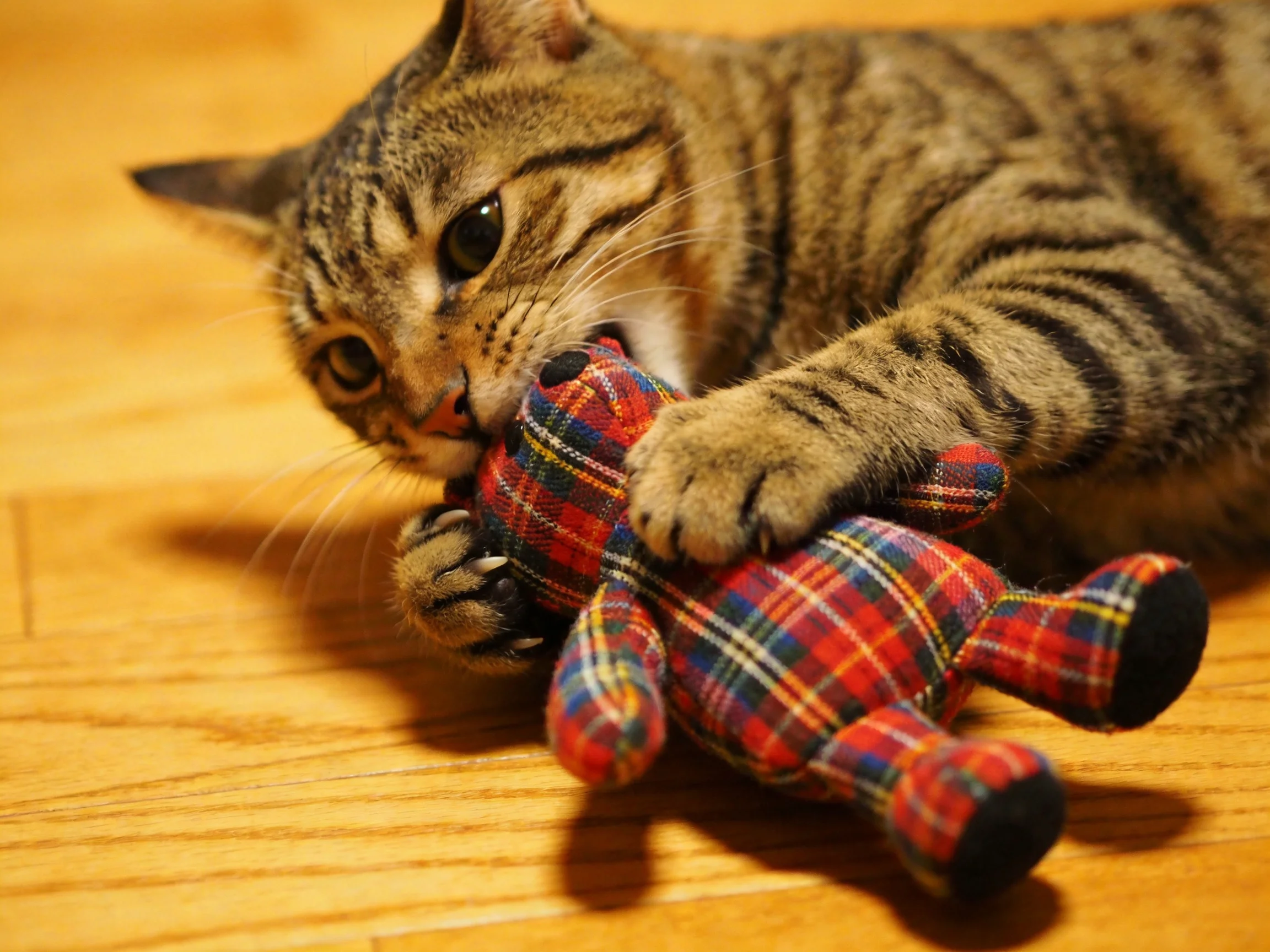 A tabby cat plays with a colorful plaid stuffed toy on wood flooring