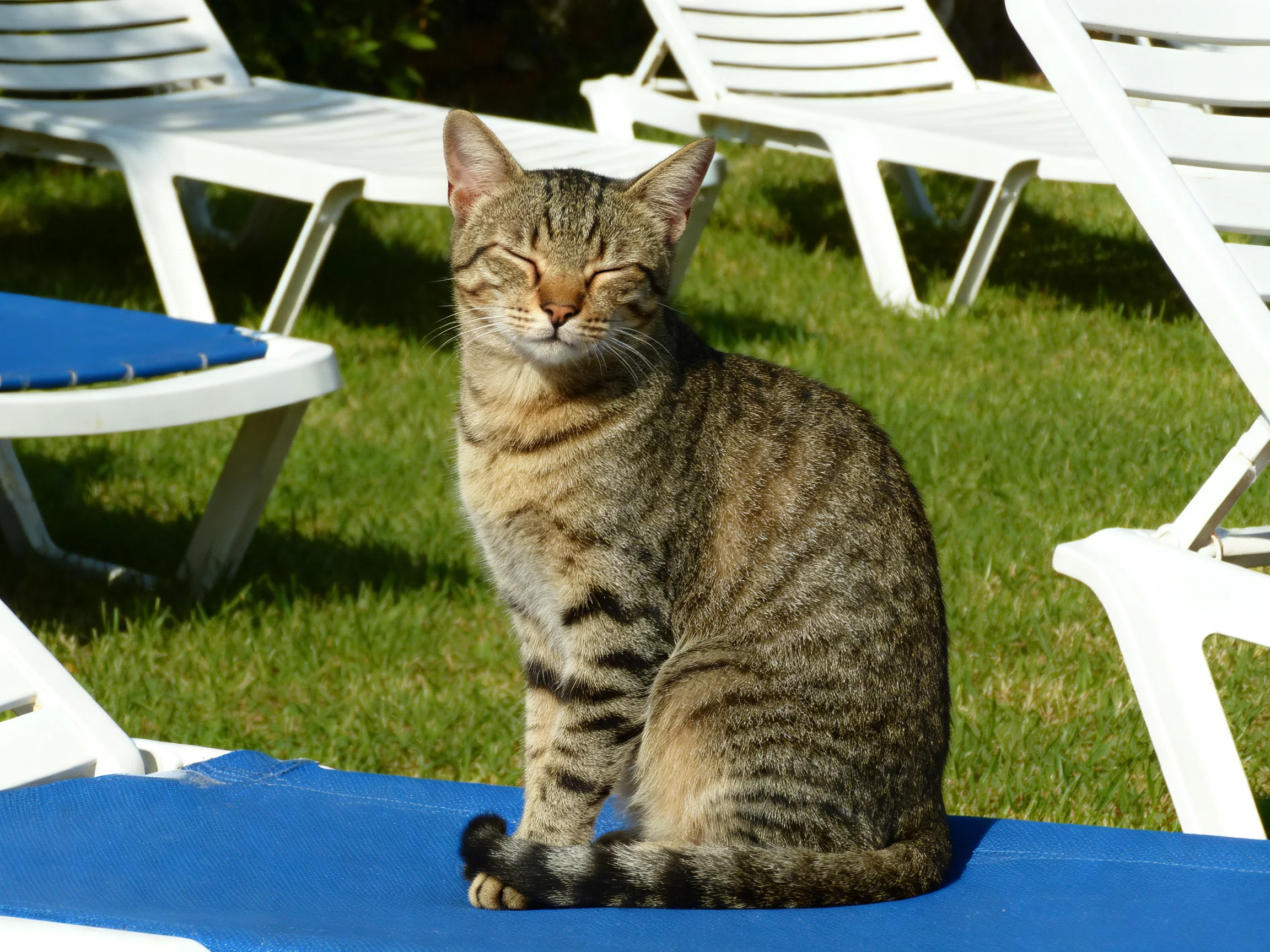 A tabby cat relaxes on a blue lounge chair near white lawn chairs