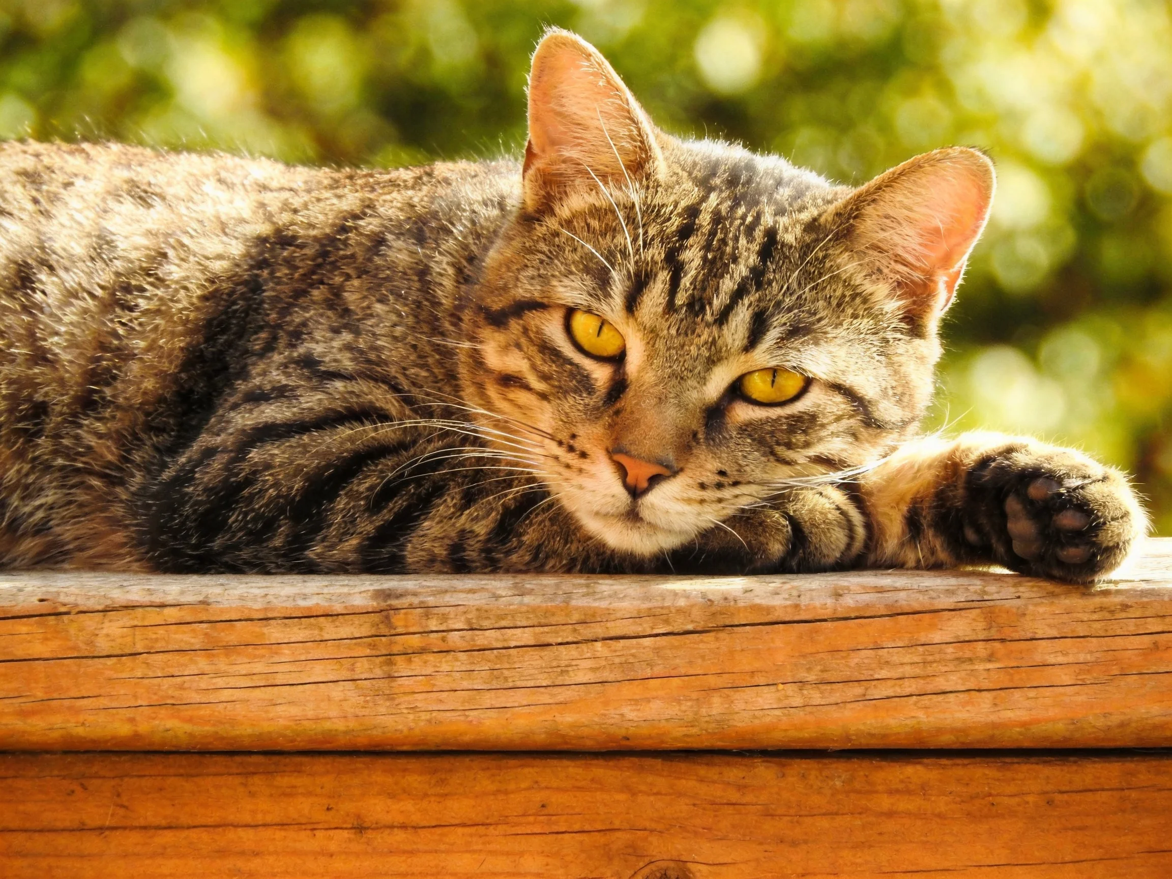 A tabby cat relaxes on a wooden ledge in sunny surroundings