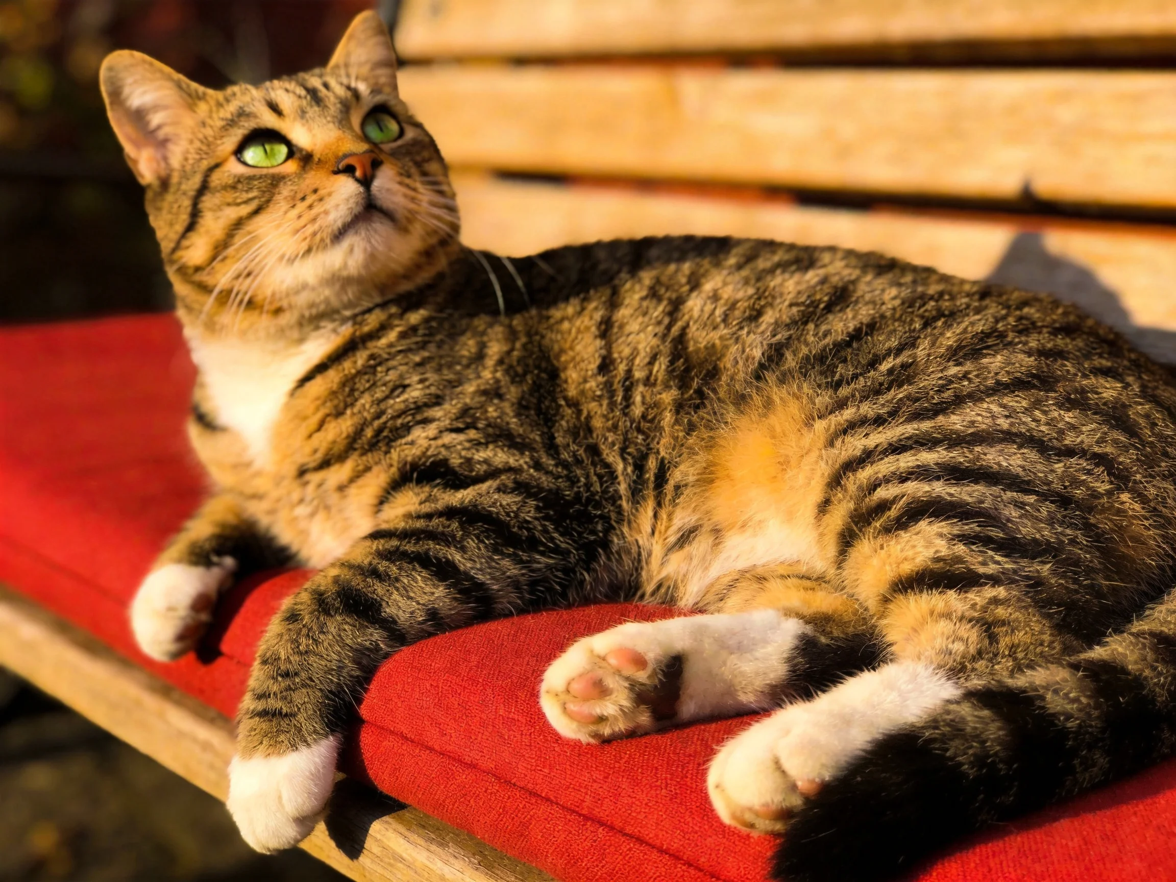 A tabby cat rests on a red cushioned wooden bench in sunlight