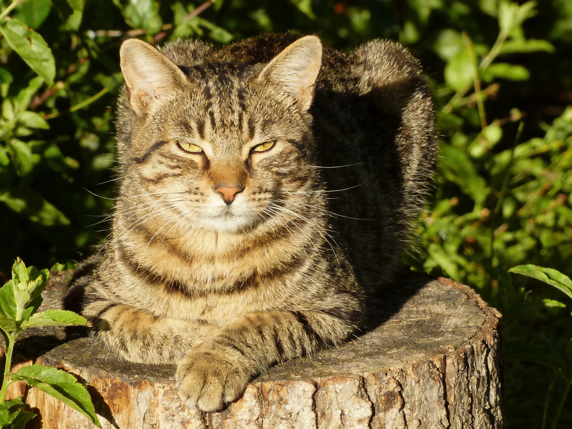 A tabby cat relaxes on a tree stump surrounded by green plants.