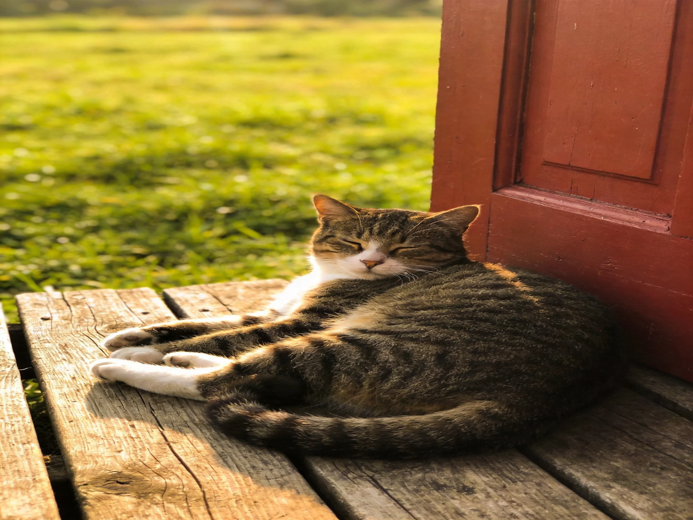 A tabby cat rests on a wooden deck beside a red door
