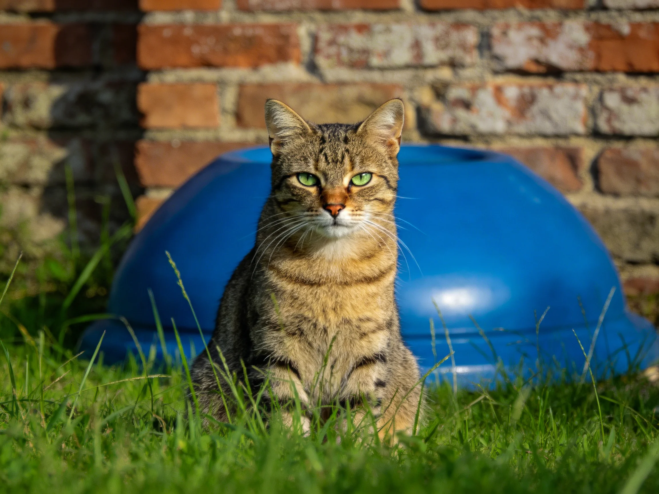 A tabby cat sits amid green grass beside a large blue dome with a brick wall backdrop