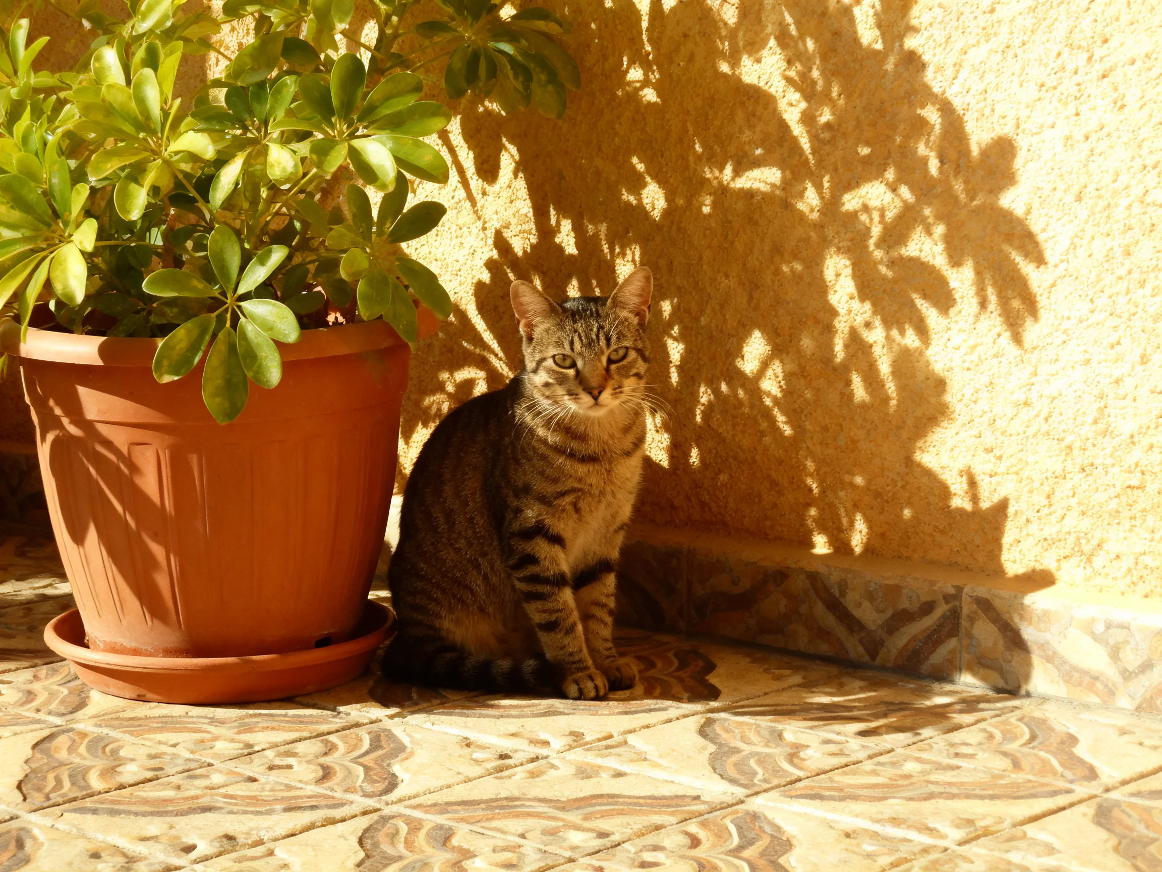 A tabby cat rests next to a large potted plant under bright sunlight.