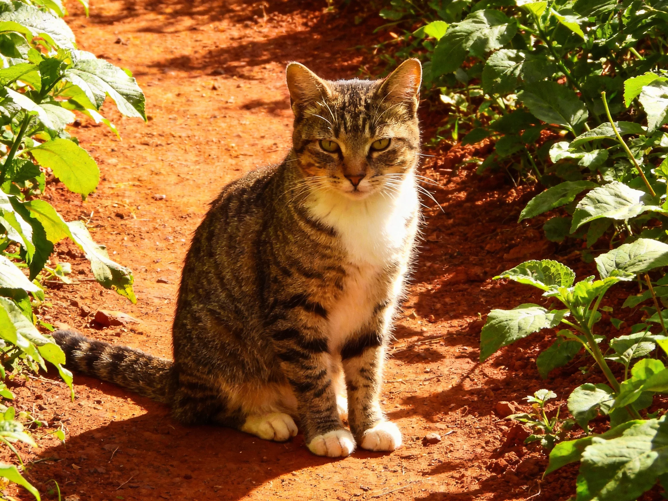 A tabby cat sits on a reddish dirt path bordered by green plants