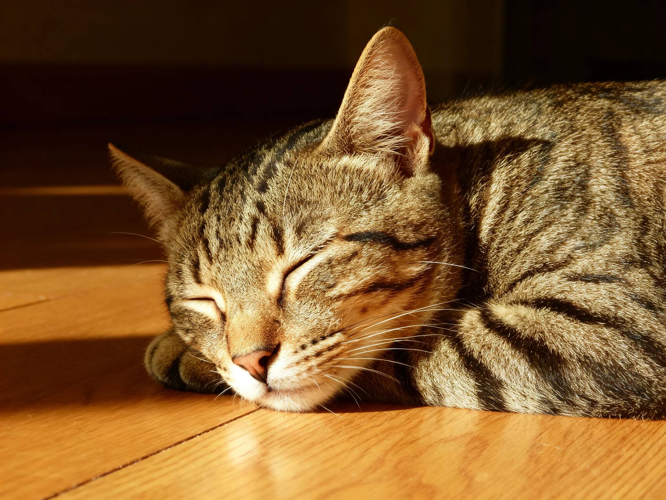 A tabby cat sleeps contentedly on a smooth wooden floor under golden sunlight