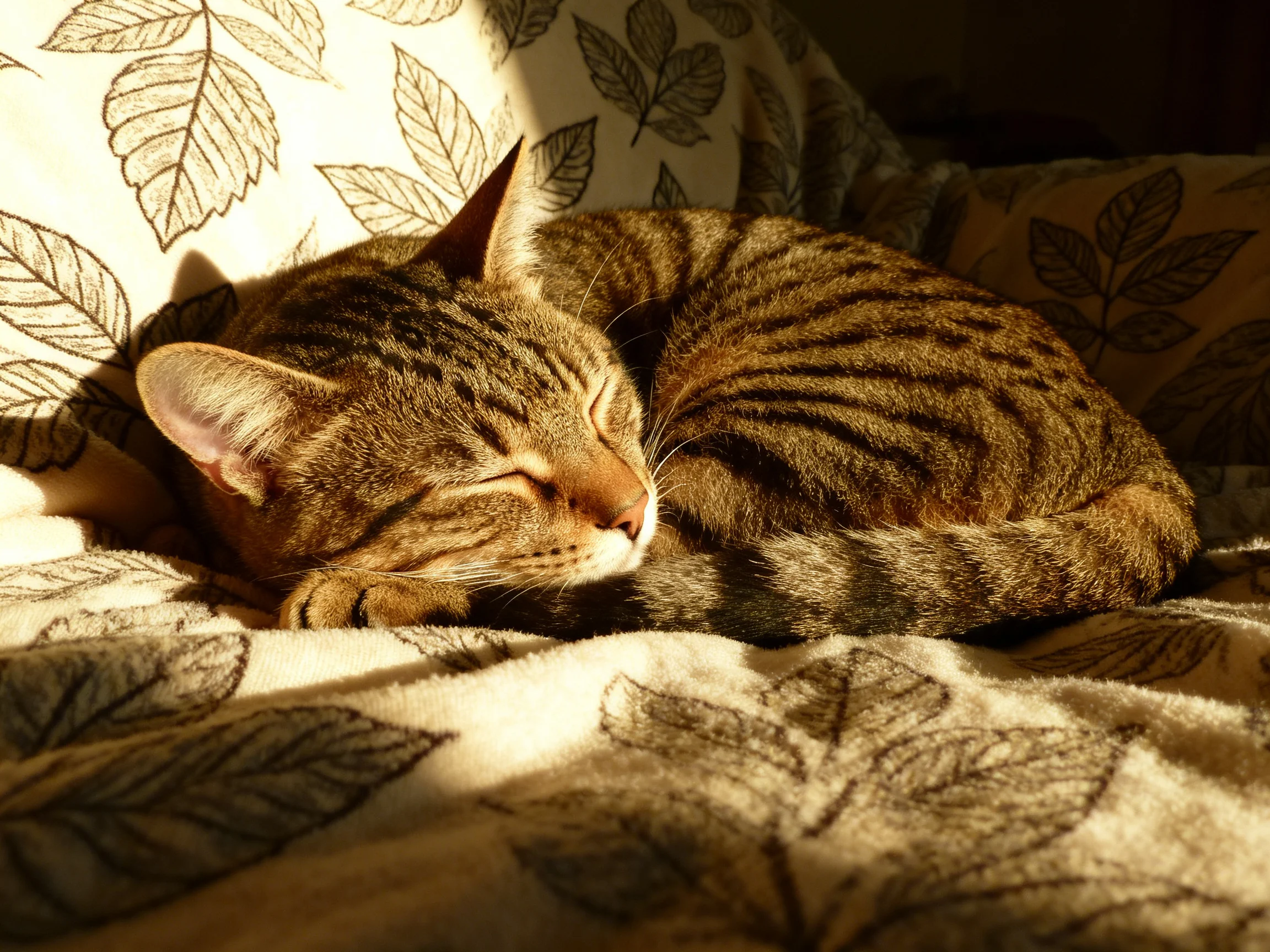 A tabby cat sleeps curled on leaf-printed fabrics in warm sunlight