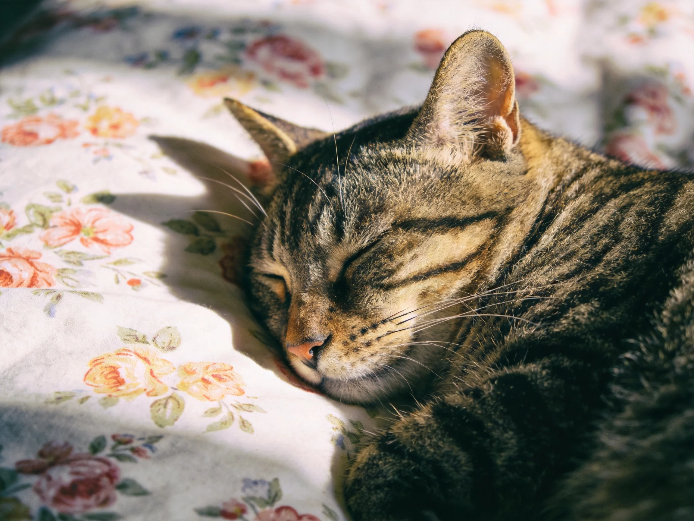 A tabby cat rests peacefully on a flowered fabric