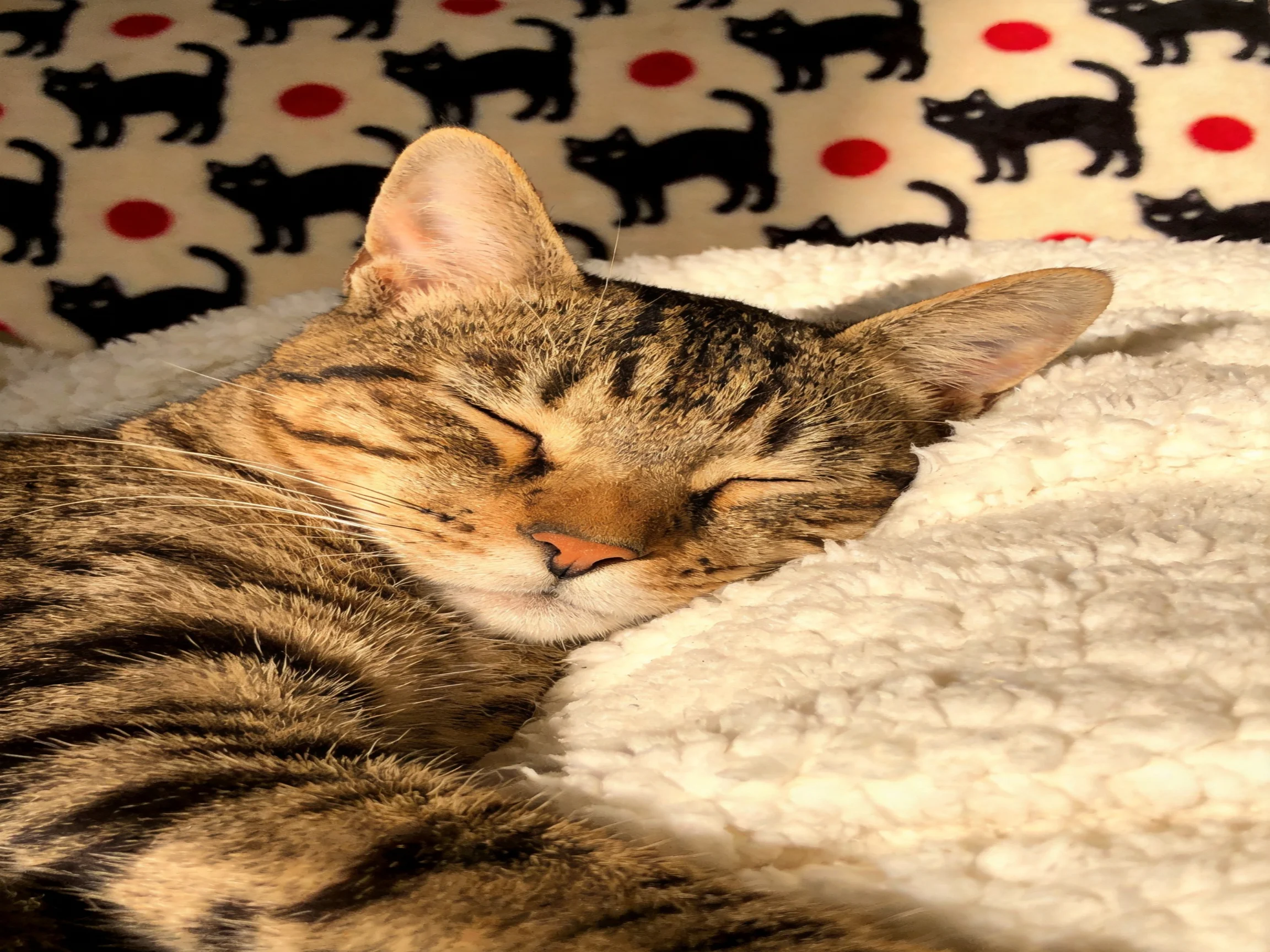 A tabby cat sleeps on a white blanket with a patterned backdrop.