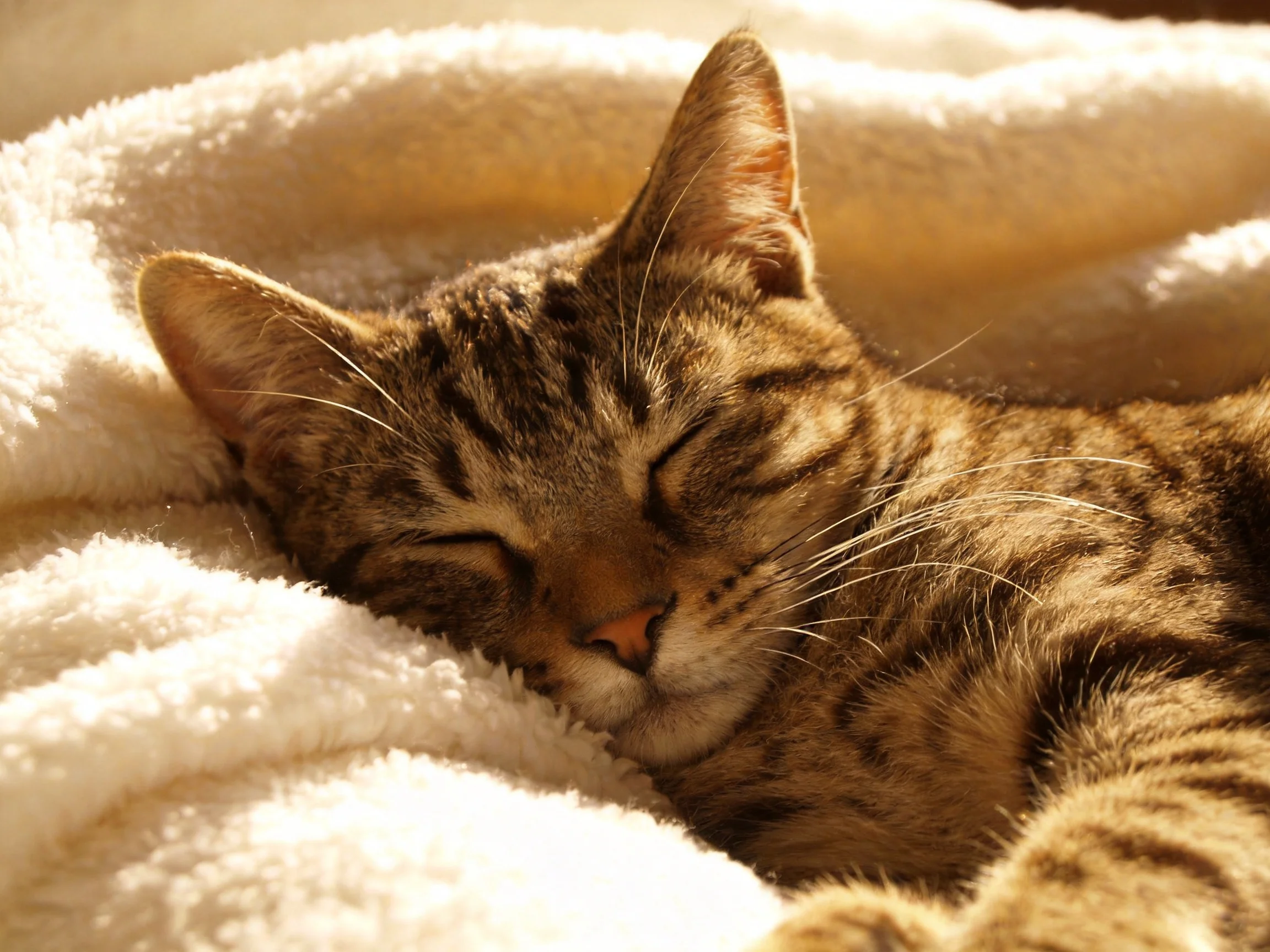 A tabby cat sleeps peacefully on a soft white blanket.