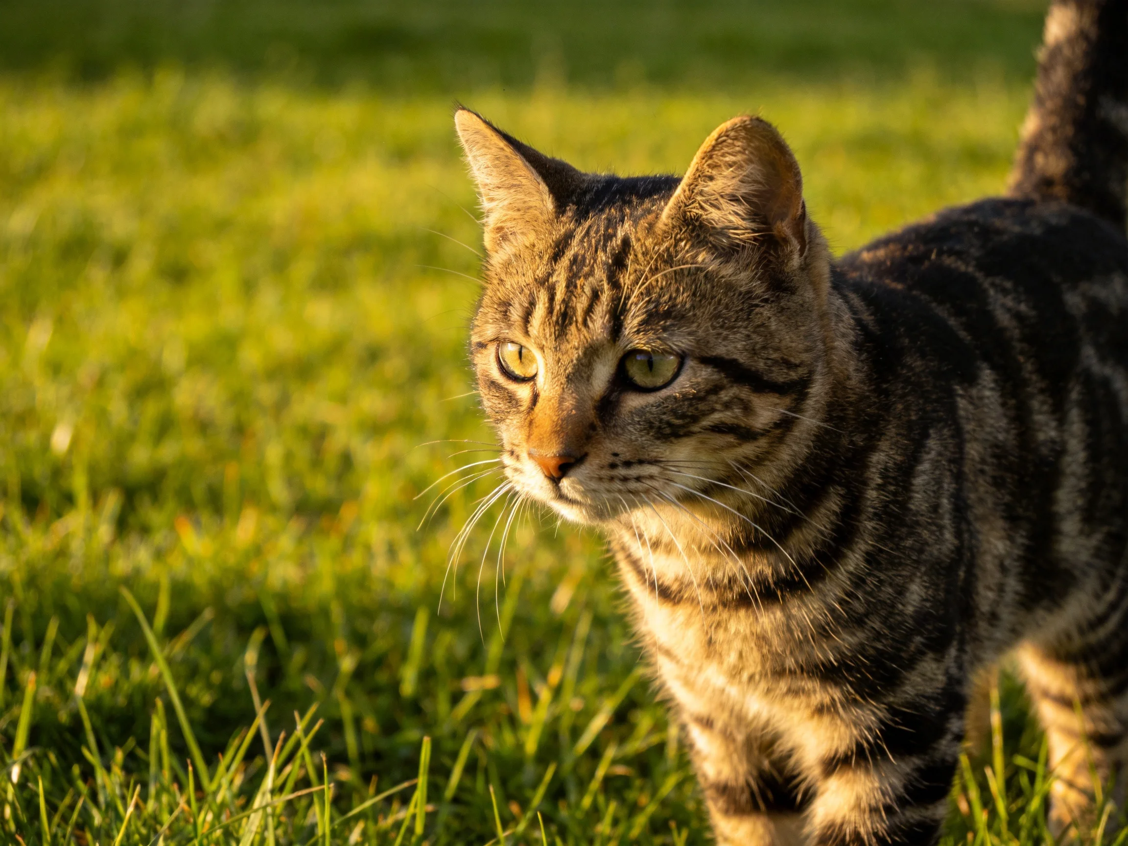 A tabby cat stands alertly on sunlit green grass