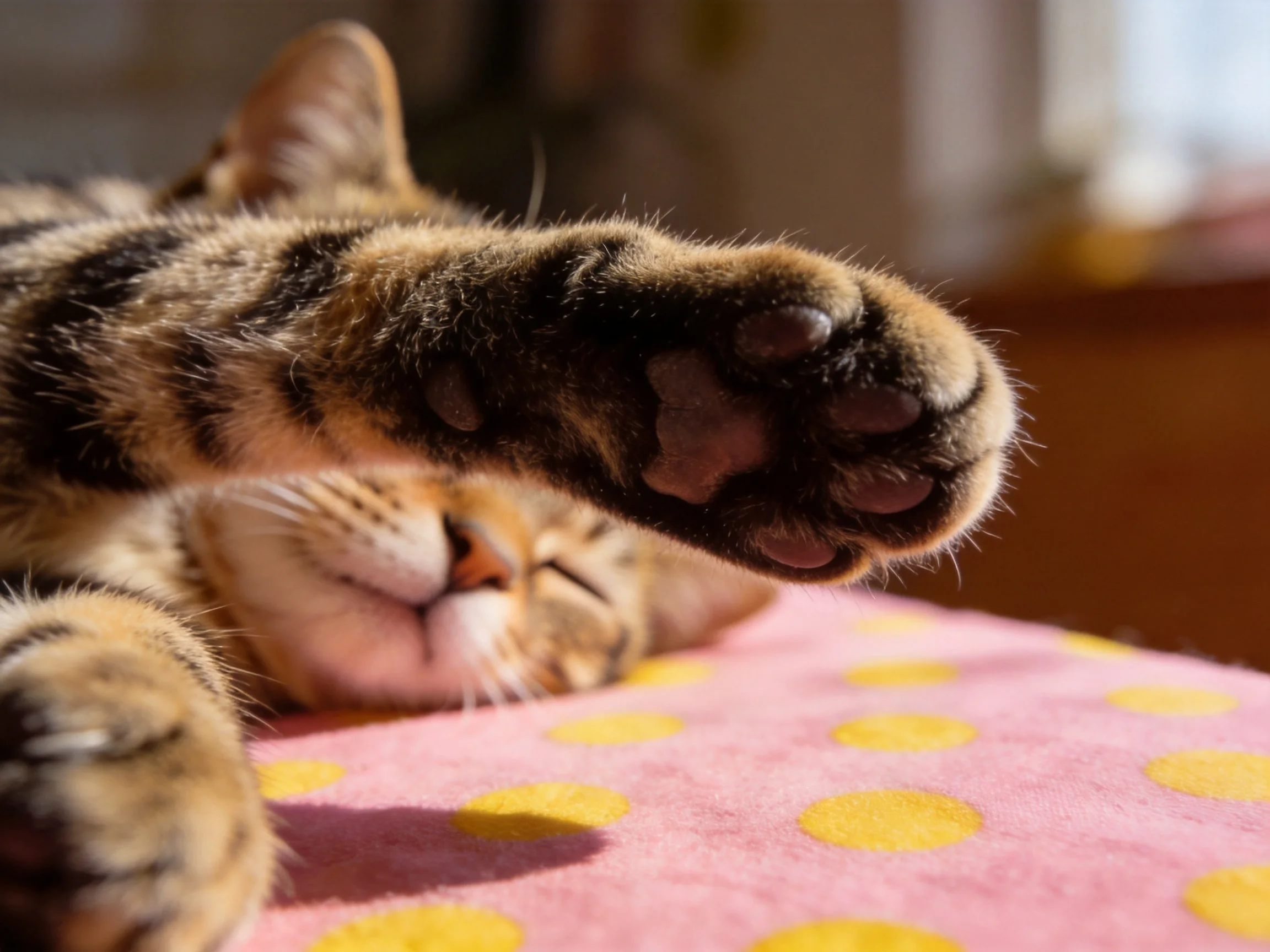 A tabby cat stretches, showing its paw on pink fabric with yellow polka dots