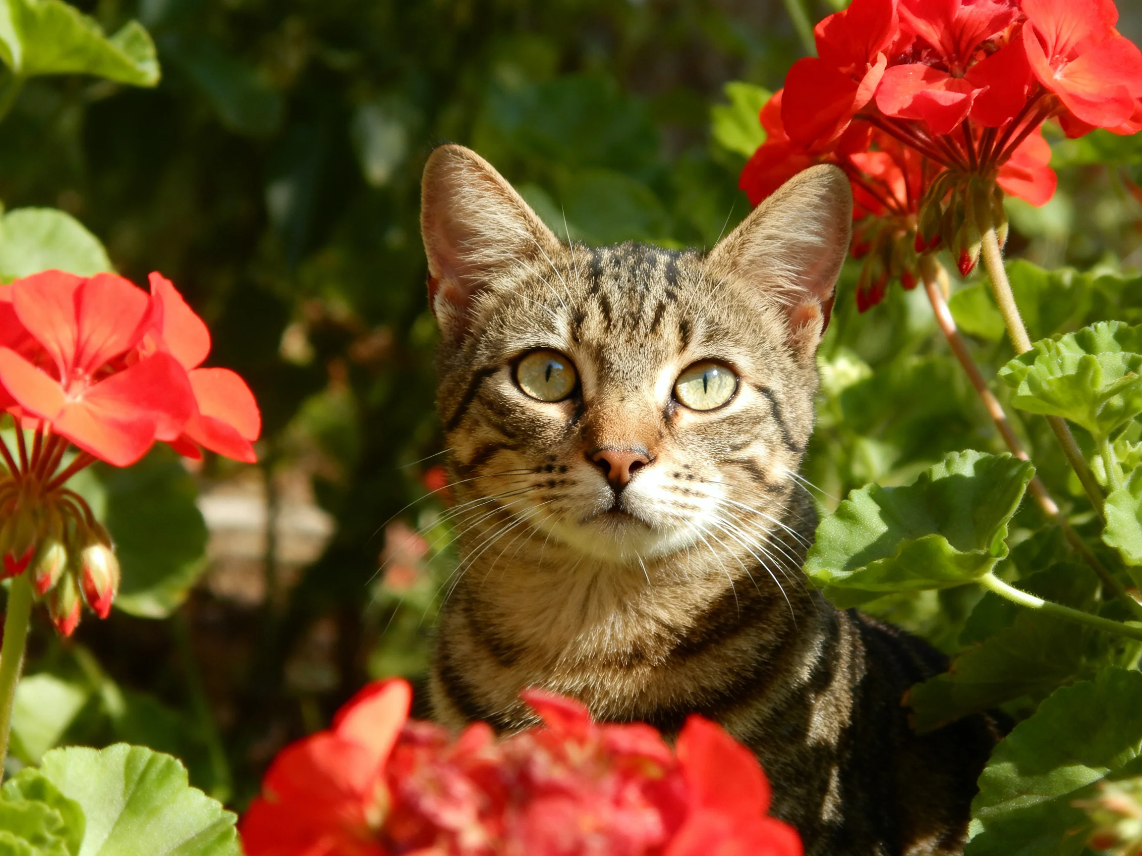 A tabby cat sits among red flowers in a sunny garden.