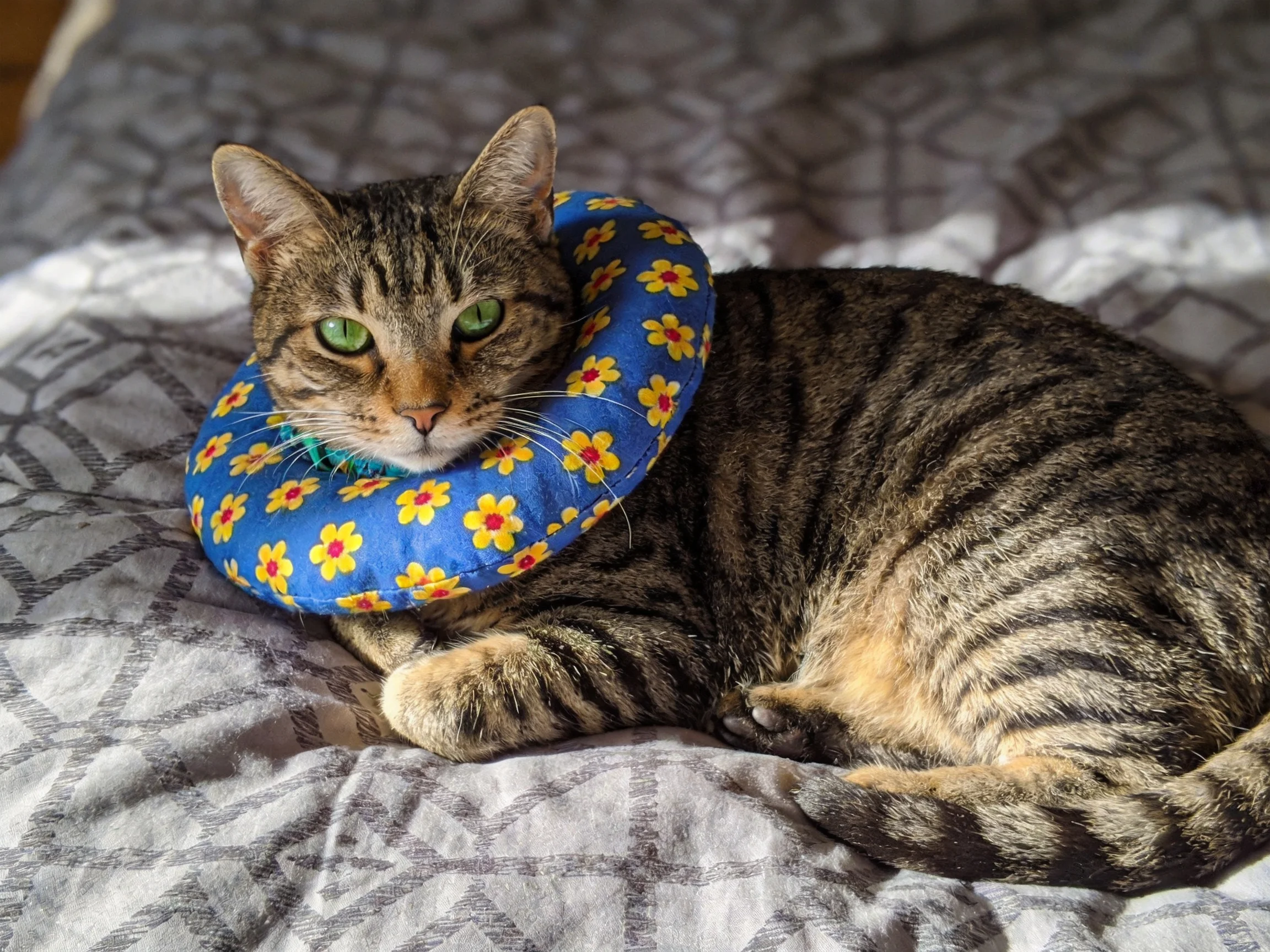A tabby cat wears a blue flowered neck ring while resting on a patterned bed