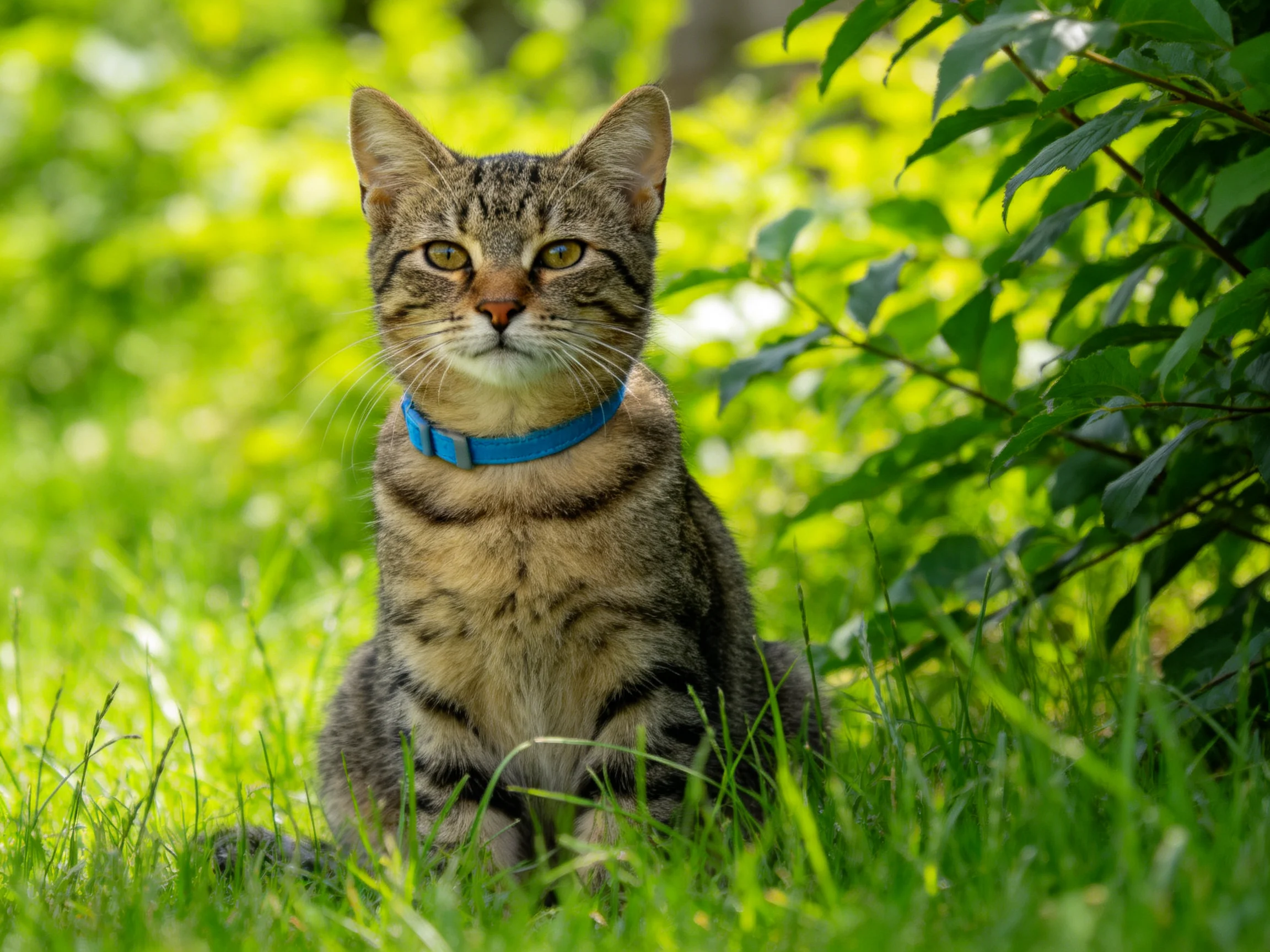 A tabby cat with a blue collar rests in a sunlit grassy area surrounded by plants
