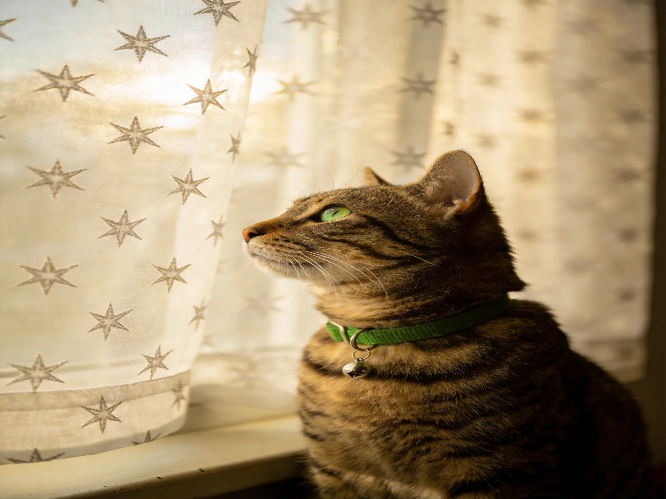 A tabby cat wearing a green collar sits near star-patterned curtains by a window.