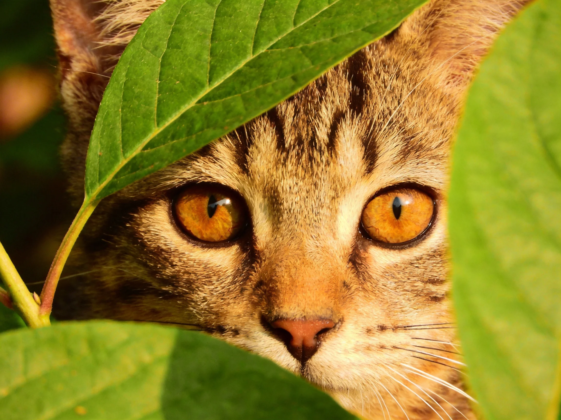 A tabby cat with amber eyes peeks through lush green foliage