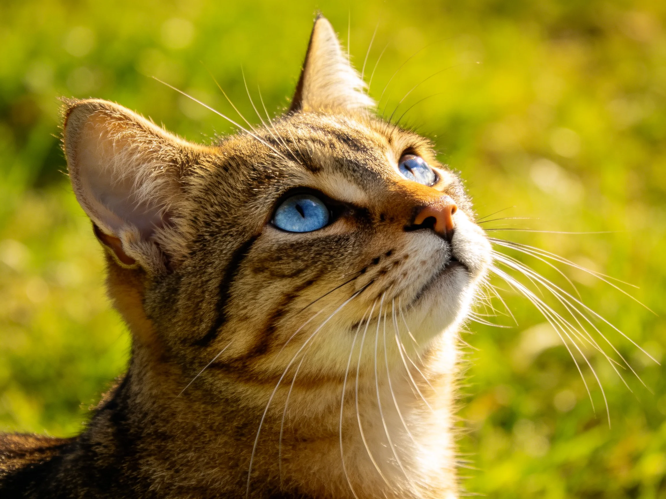 A tabby cat with blue eyes looks upward in a sunlit outdoor environment.
