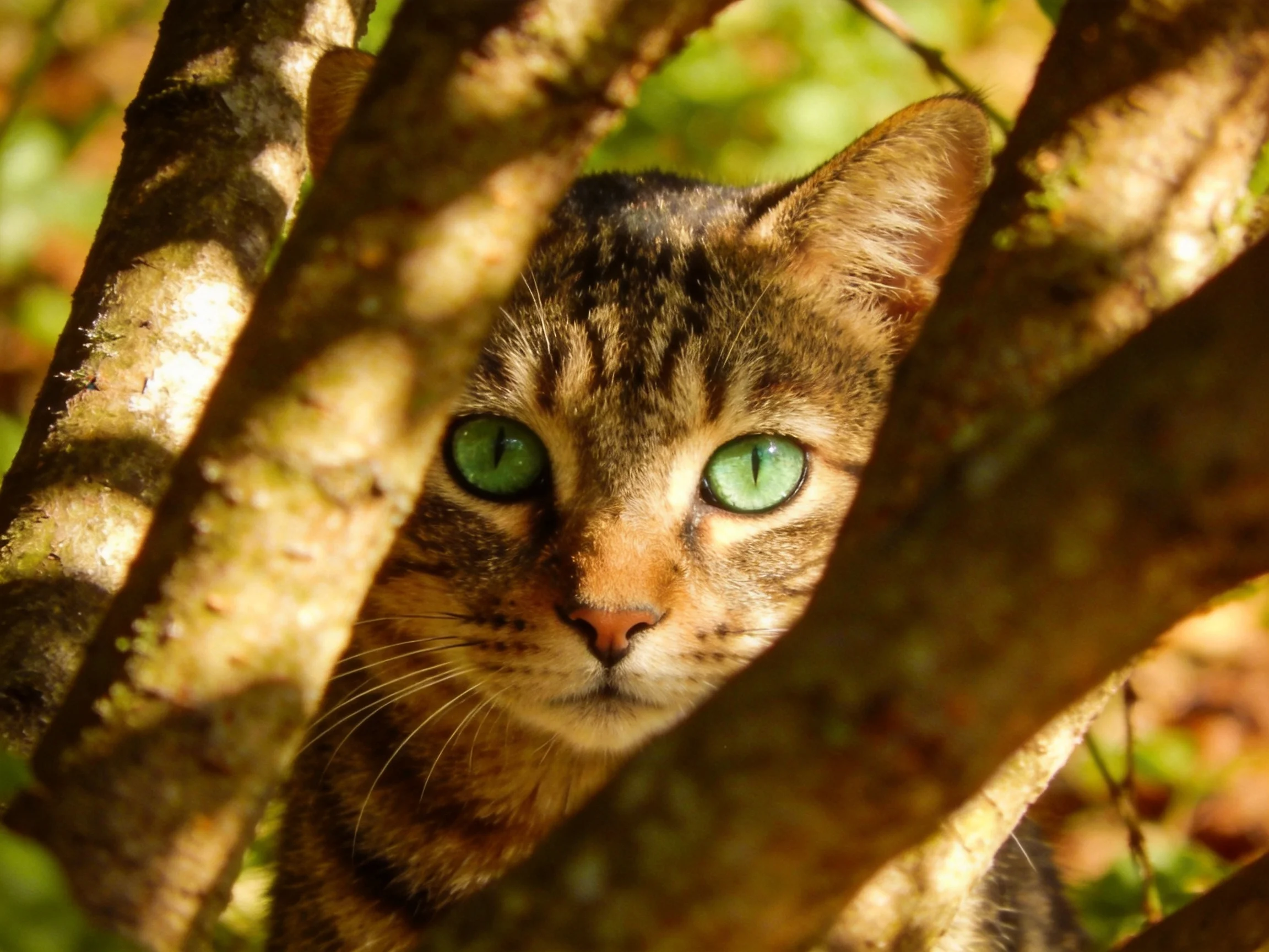 A tabby cat with green eyes peeks from behind tree branches