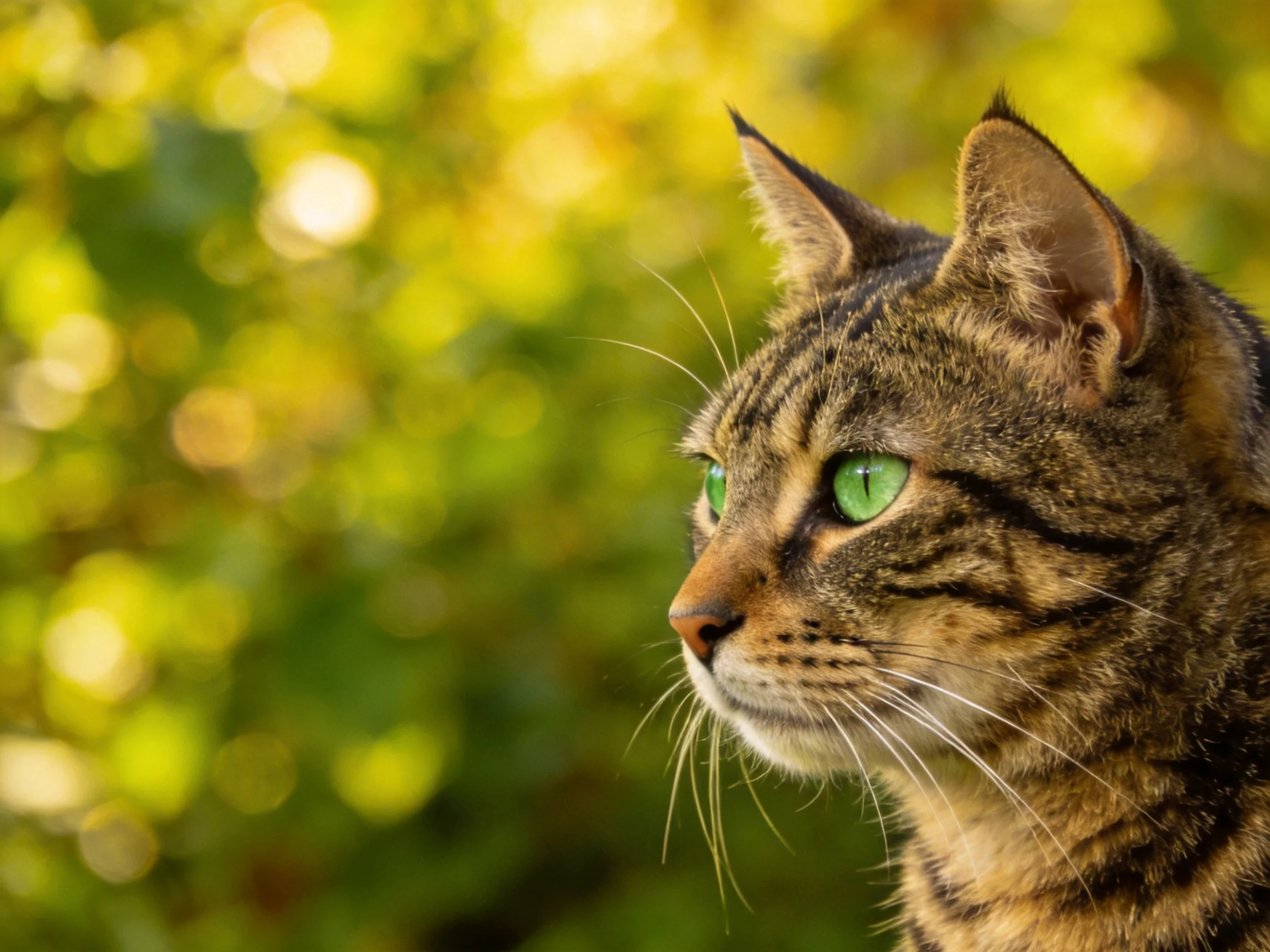 A tabby cat gazes thoughtfully with a golden bokeh backdrop.