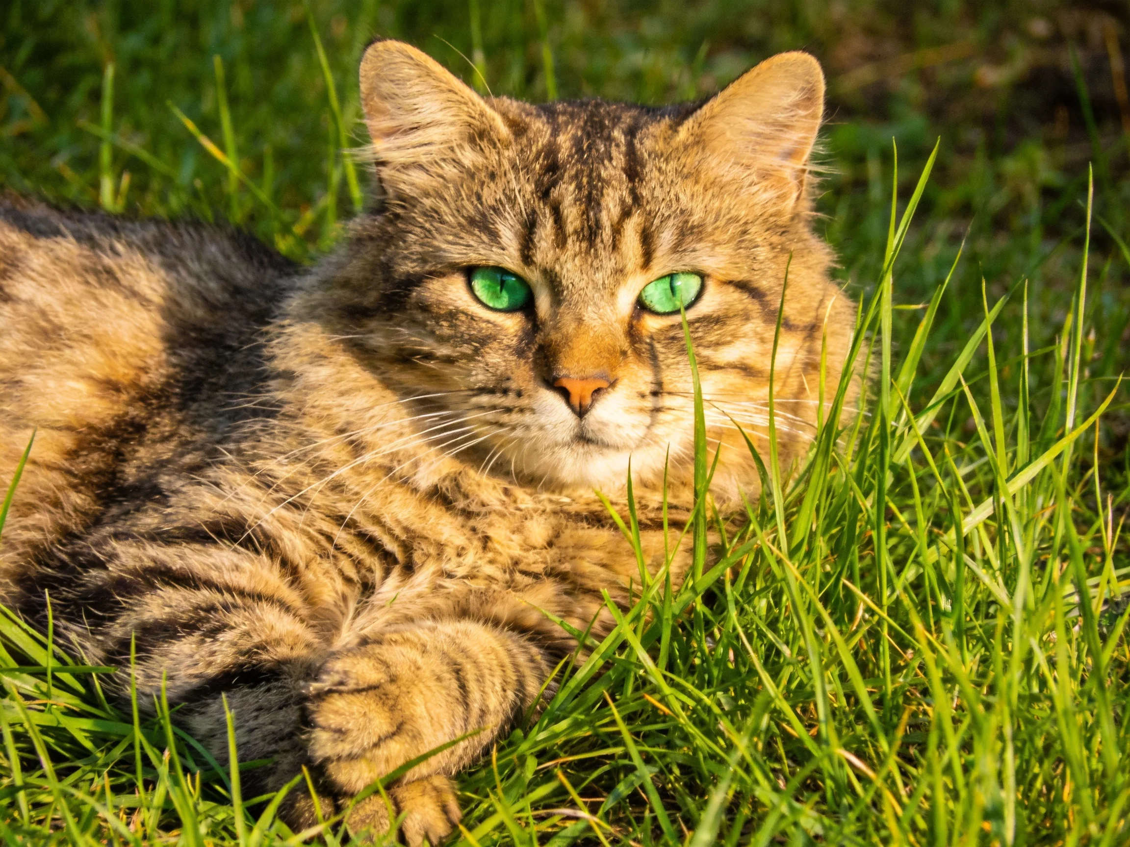 A tabby cat with green eyes rests in tall grass.