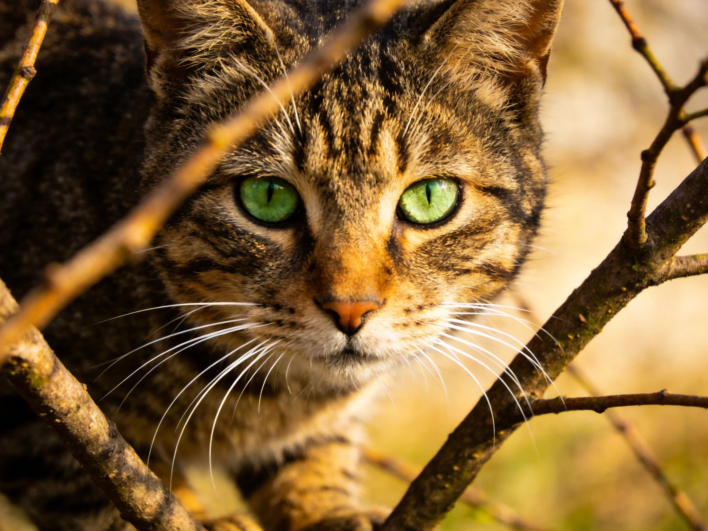 A tabby cat with bright green eyes is surrounded by brown tree branches.