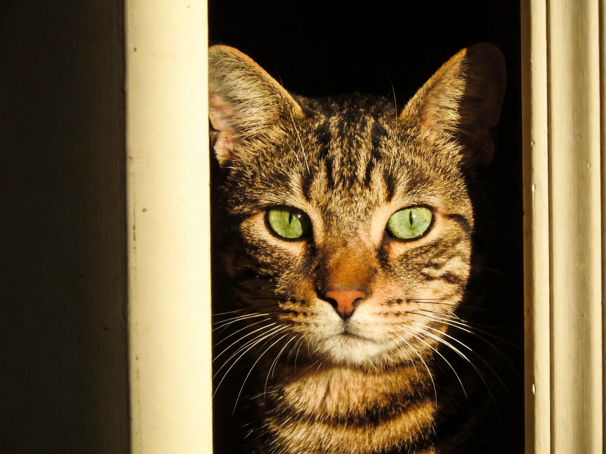 A tabby cat with green eyes peers through a narrow gap.