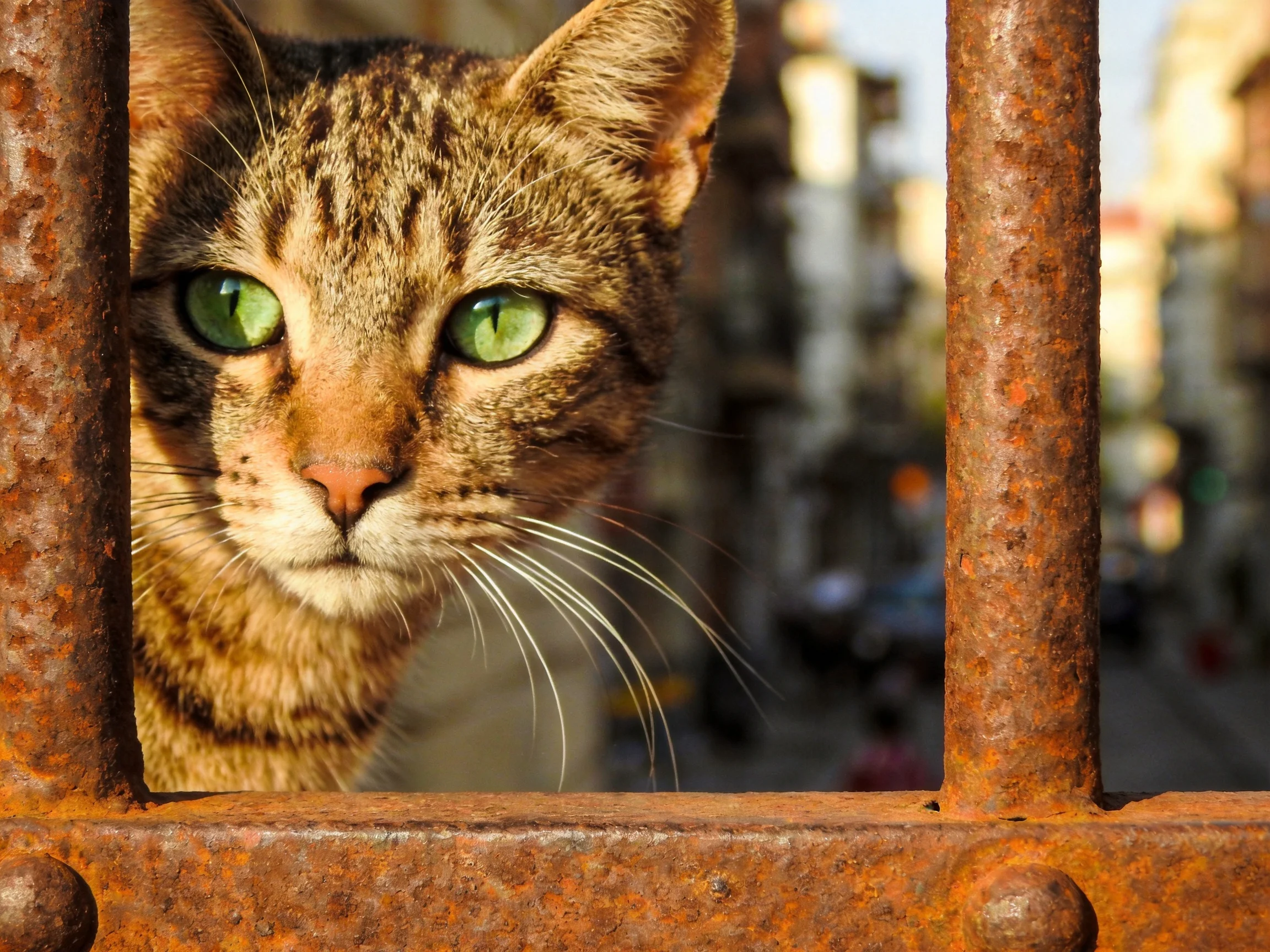 A tabby cat with green eyes observes from behind rusted metal bars.