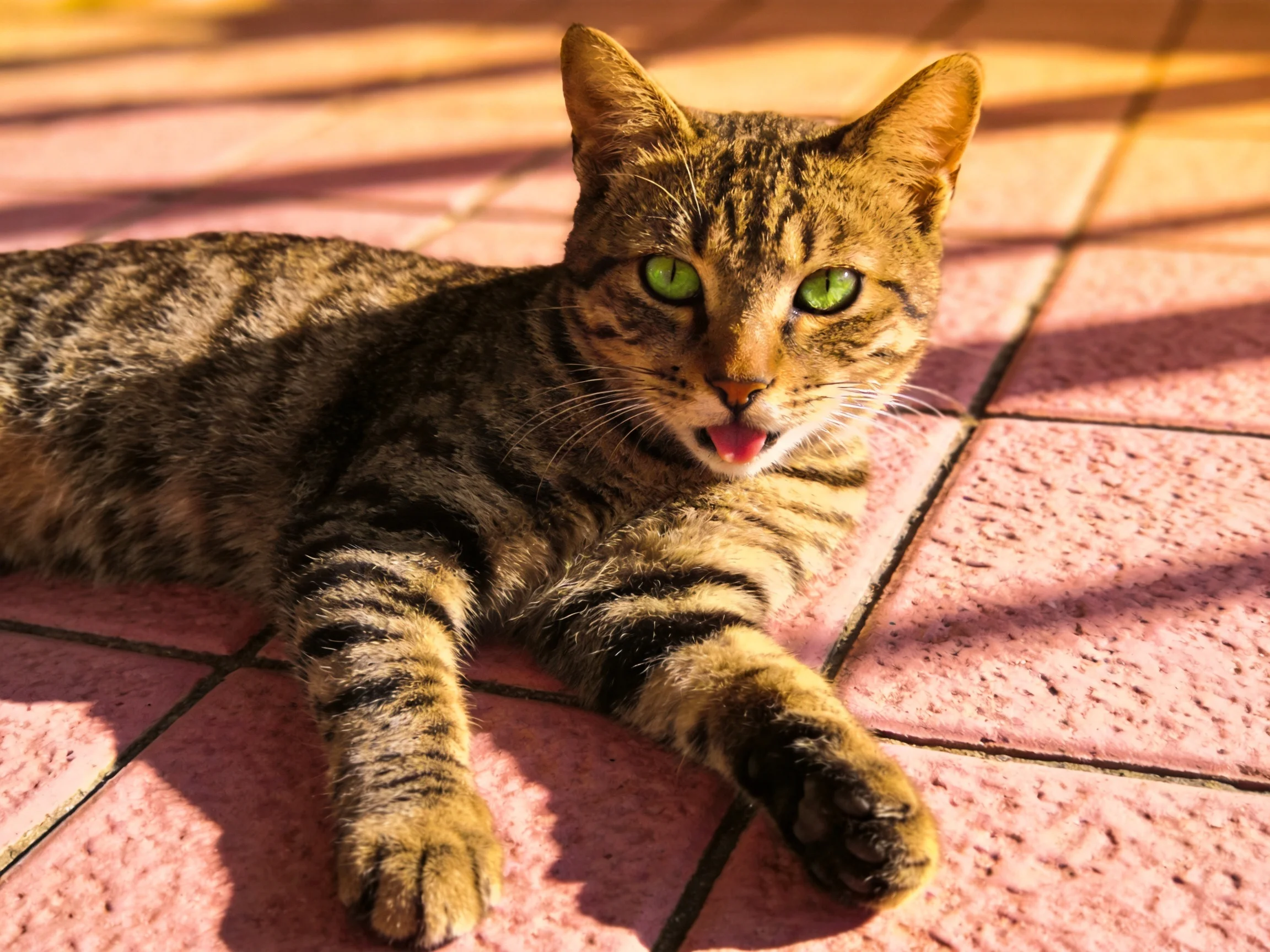 A tabby cat with green eyes rests on pink tiled flooring.