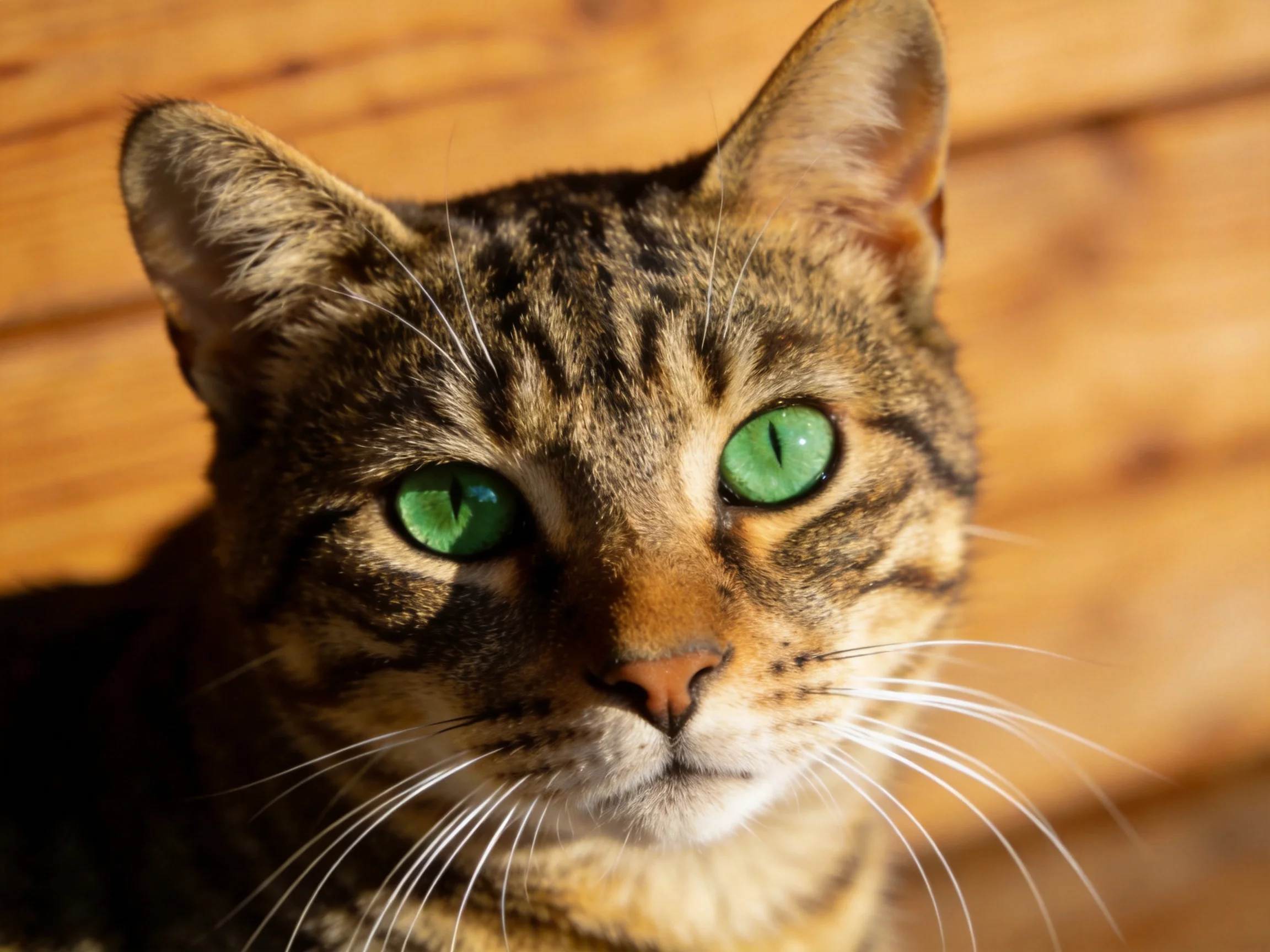 A tabby cat with vivid green eyes is near a wooden wall.