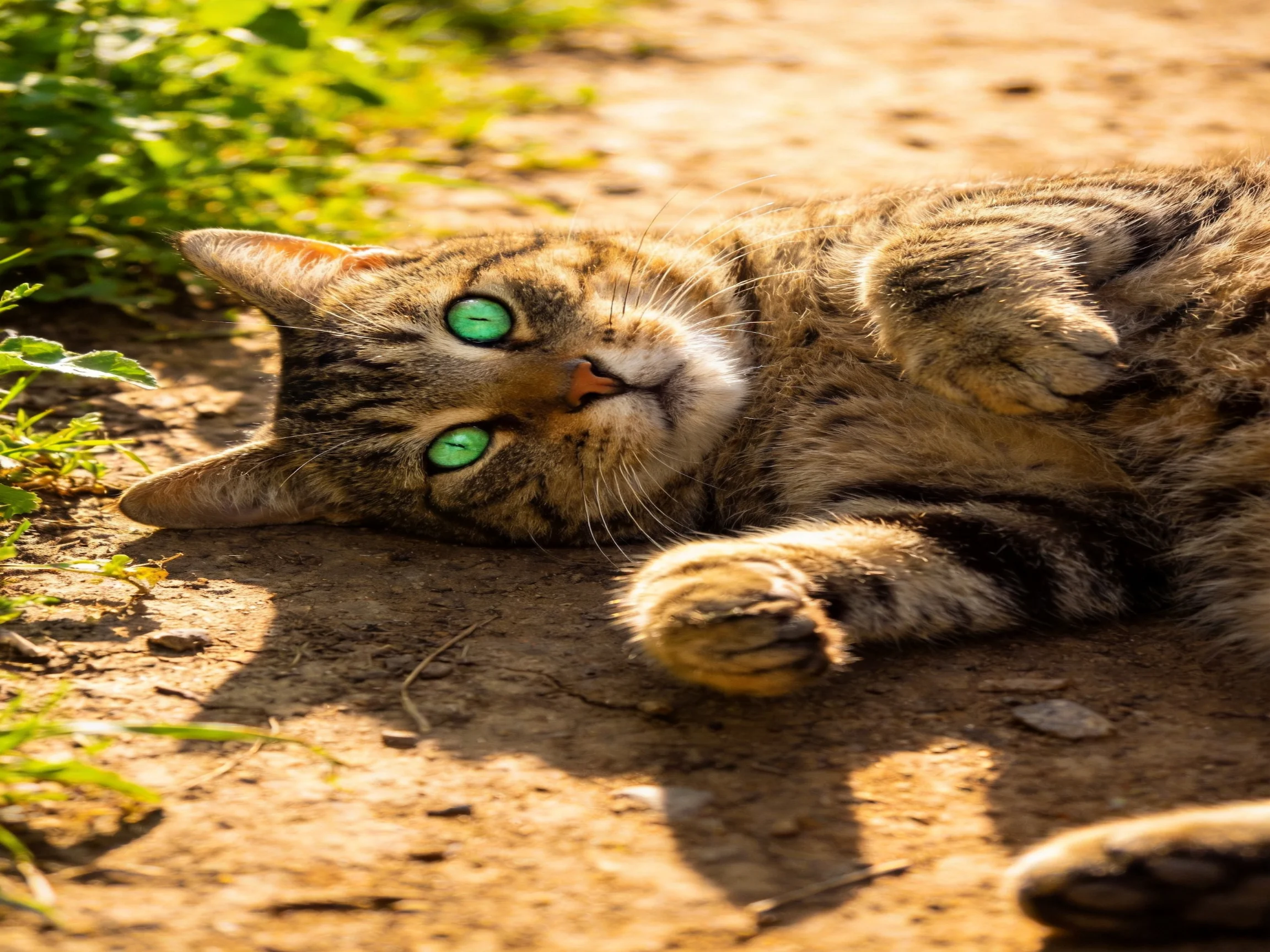 A tabby cat with green eyes relaxes on a sunlit dirt path near vegetation.