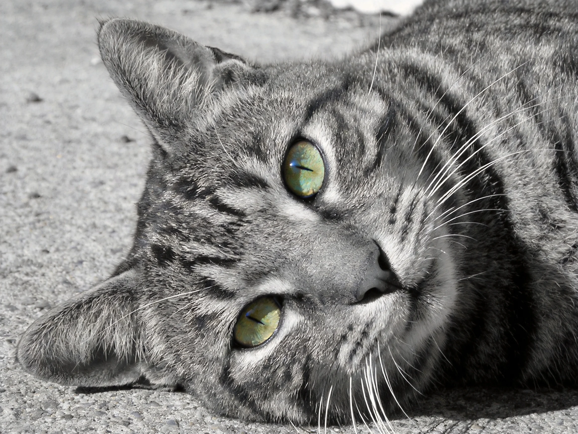 Tabby cat with green eyes rests on a textured surface