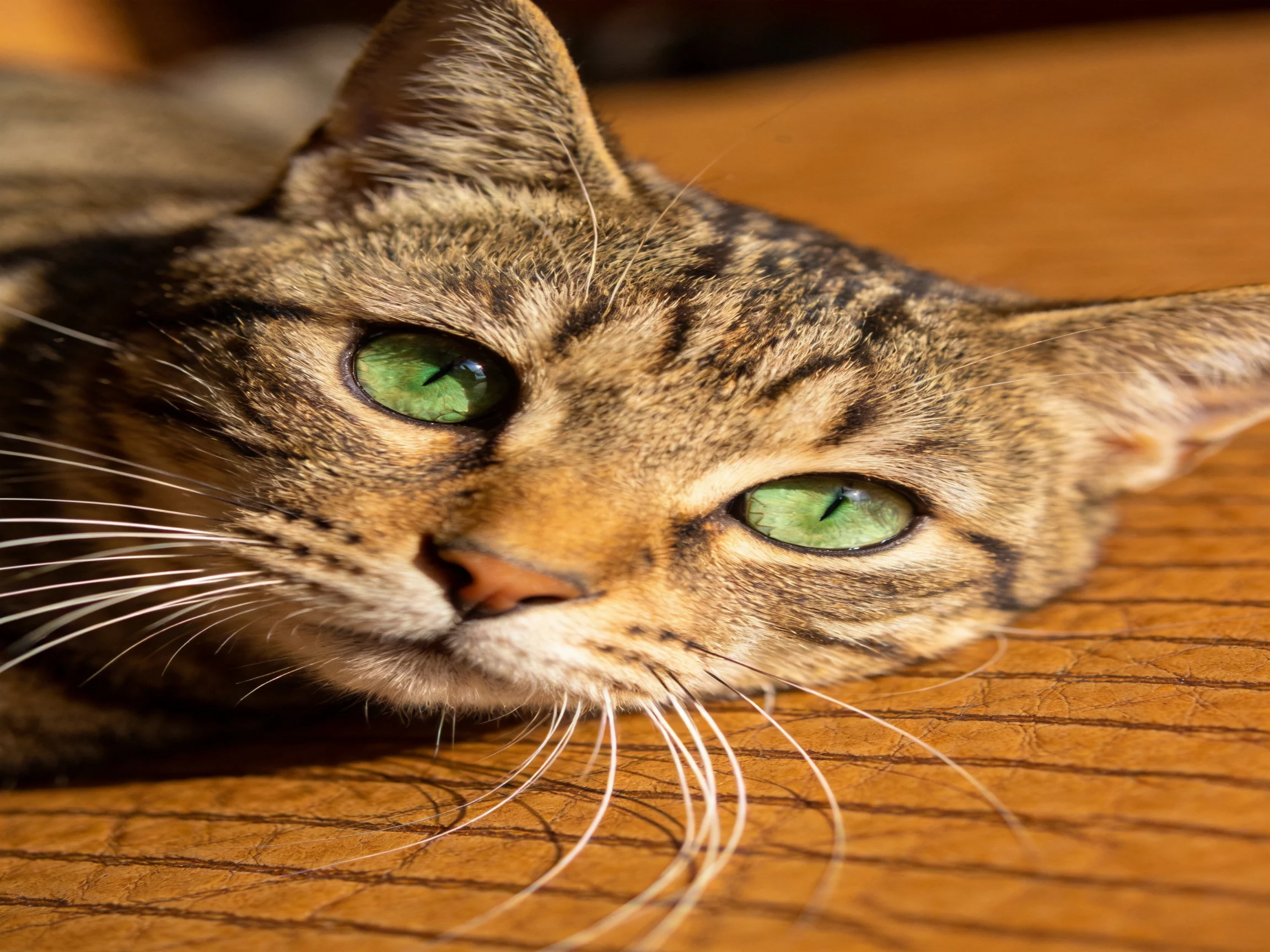 A tabby cat with green eyes relaxes on a wooden surface.