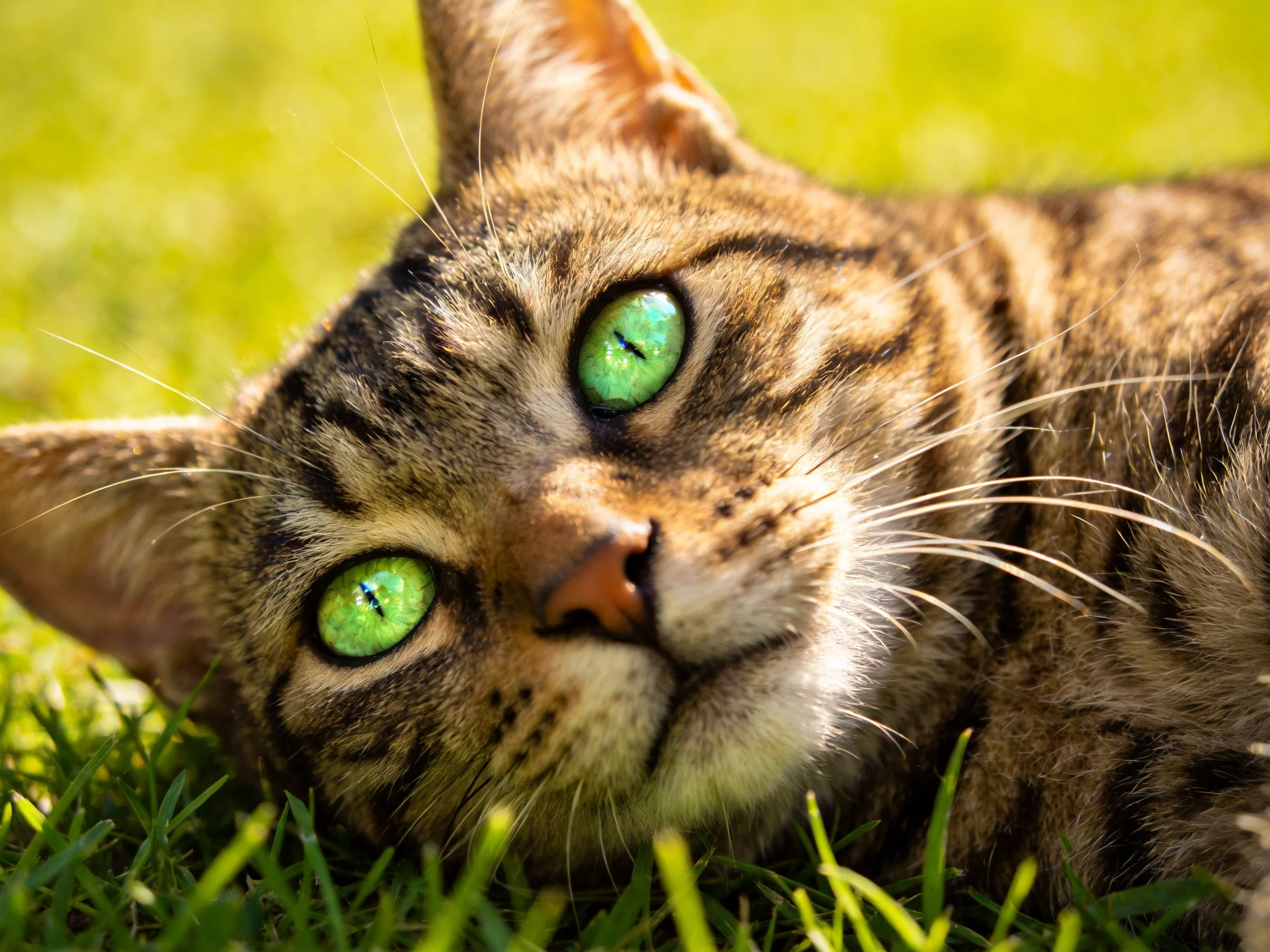 A tabby cat with bright green eyes relaxes on grass in a sunlit area.