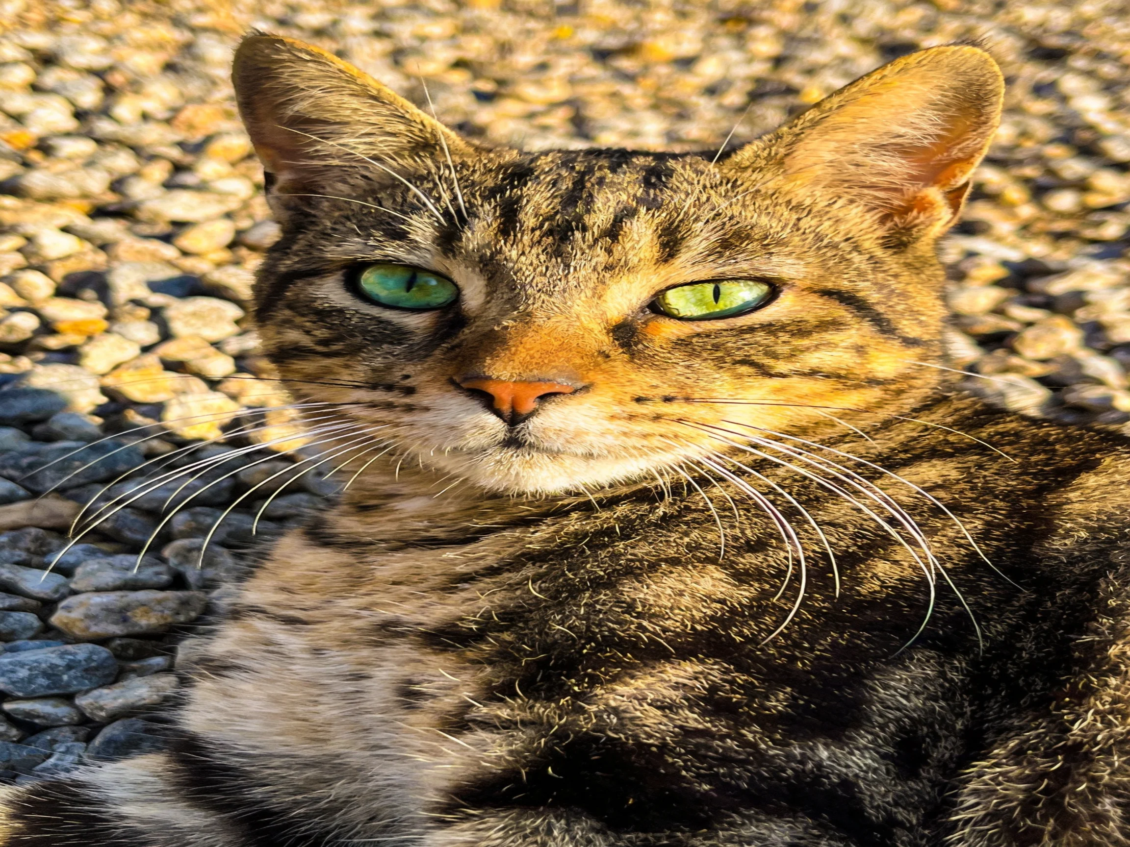 A tabby cat with green eyes relaxes amid small stones.