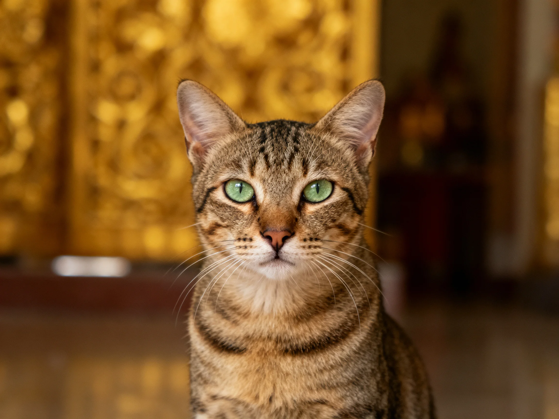 A tabby cat with green eyes is near elaborate golden structures.