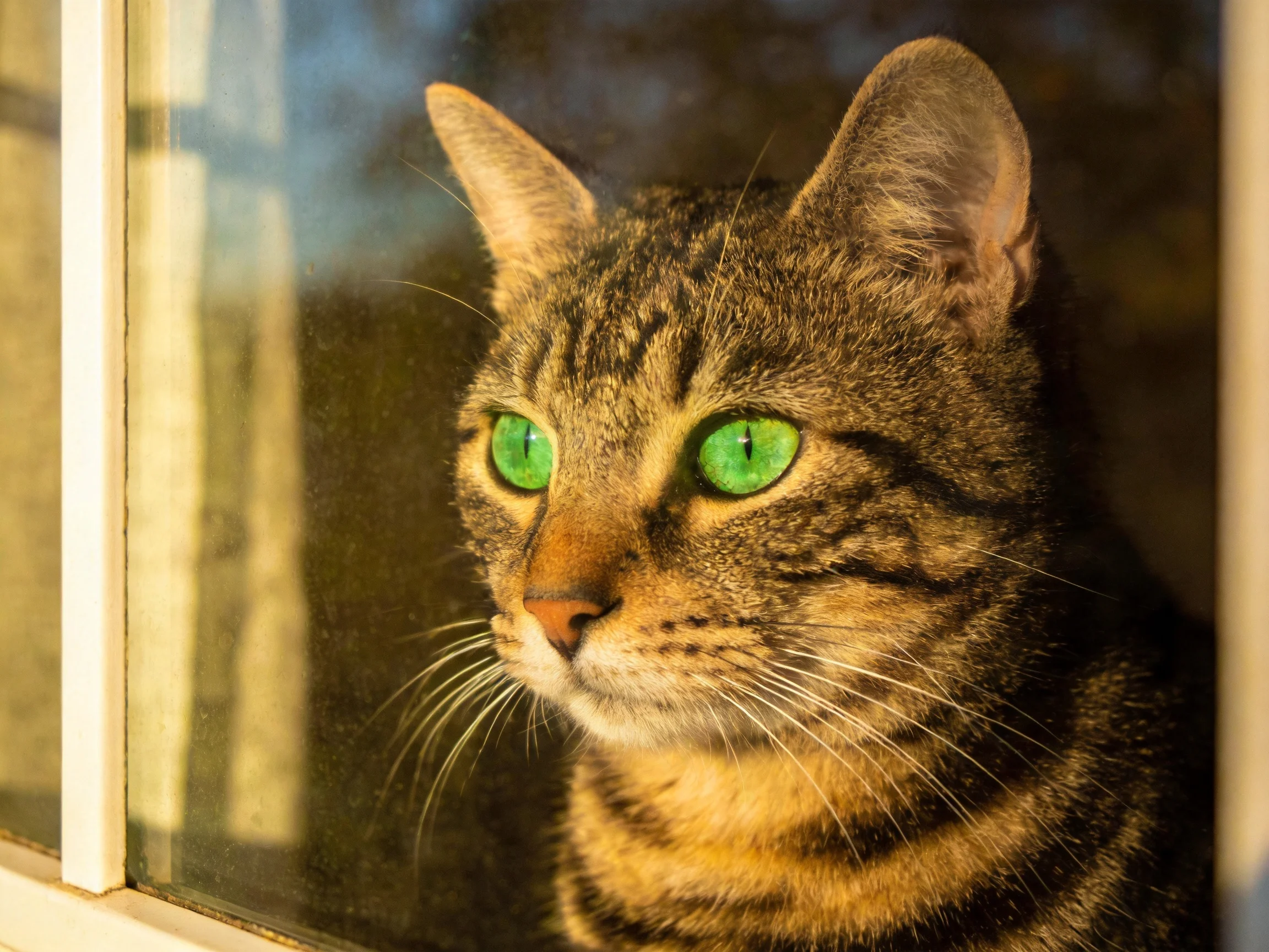 A tabby cat with green eyes looks out from a sunlit window.