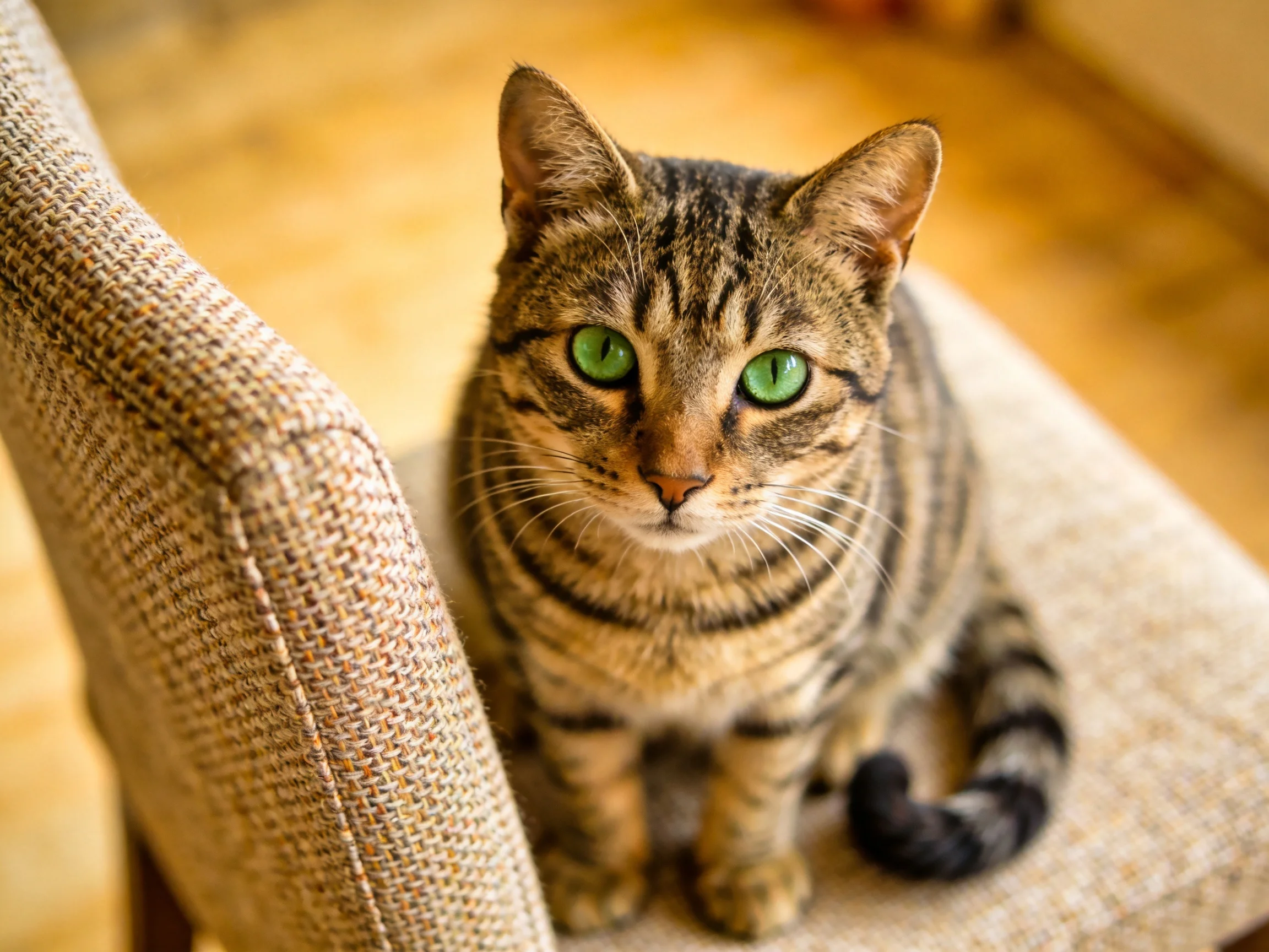 A tabby cat with green eyes sits on a chair in a cozy indoor setting.