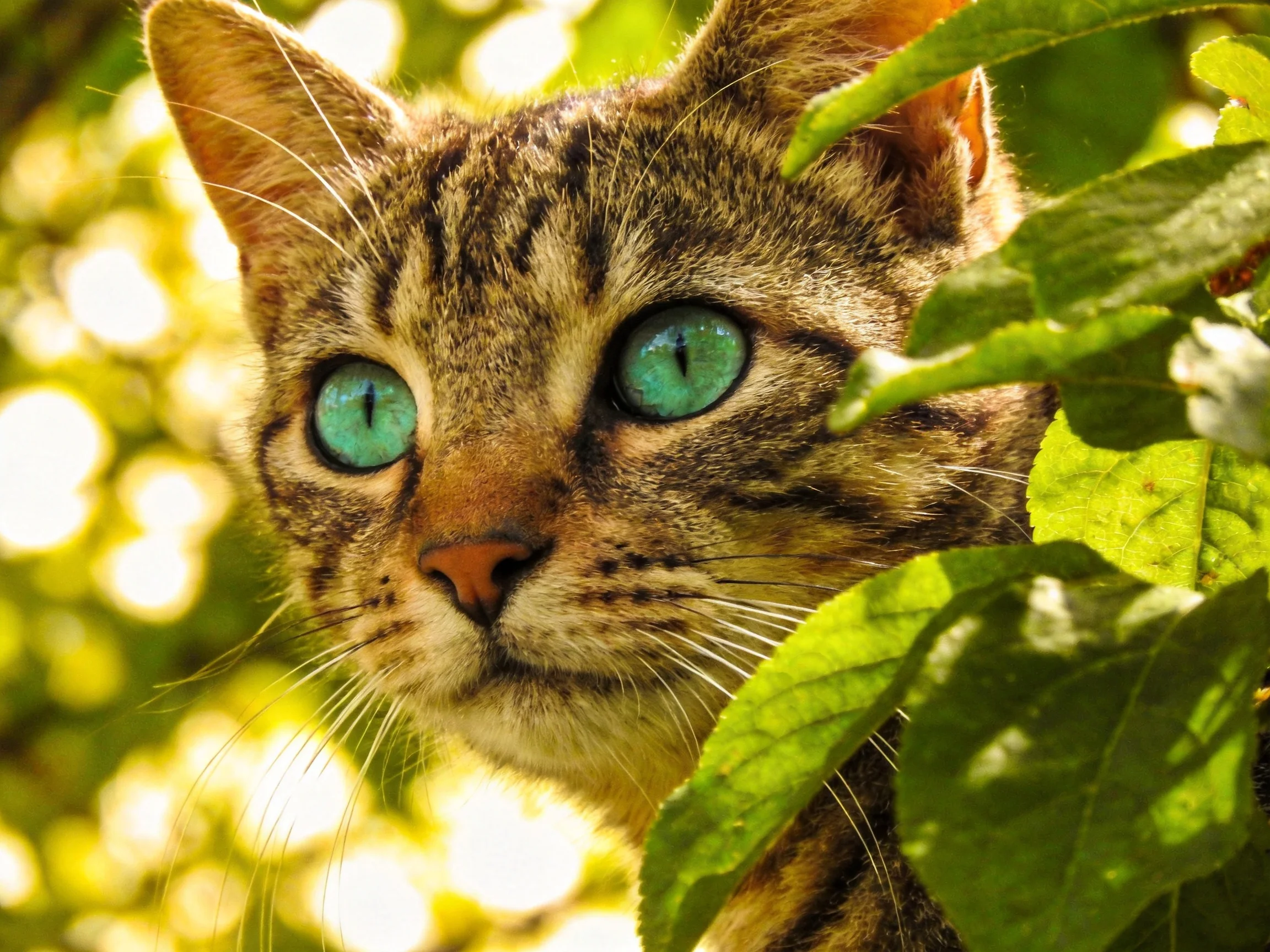 A tabby cat with bright turquoise eyes peeks from behind lush green foliage