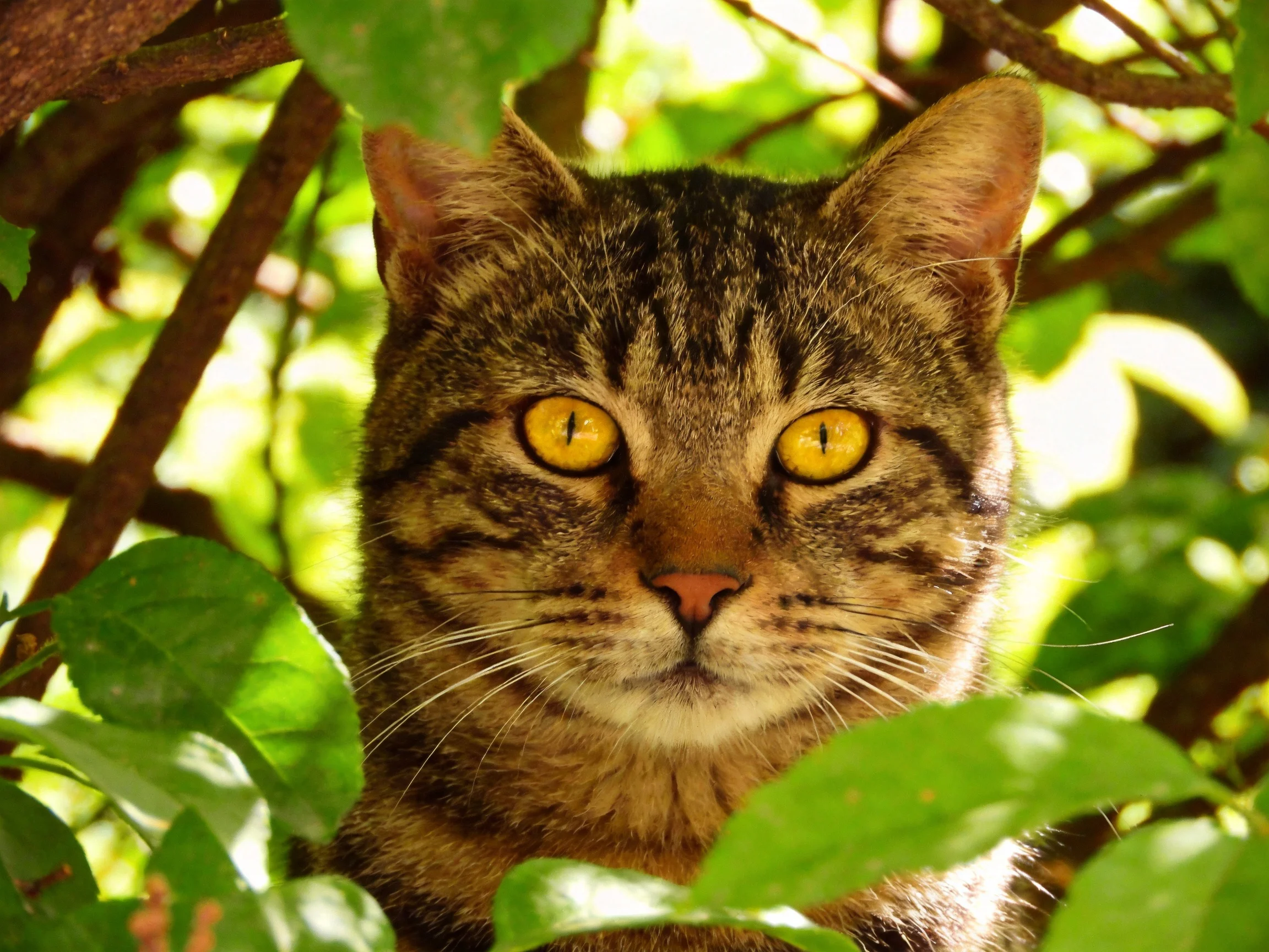 A tabby cat with bright yellow eyes is nestled among dense greenery.