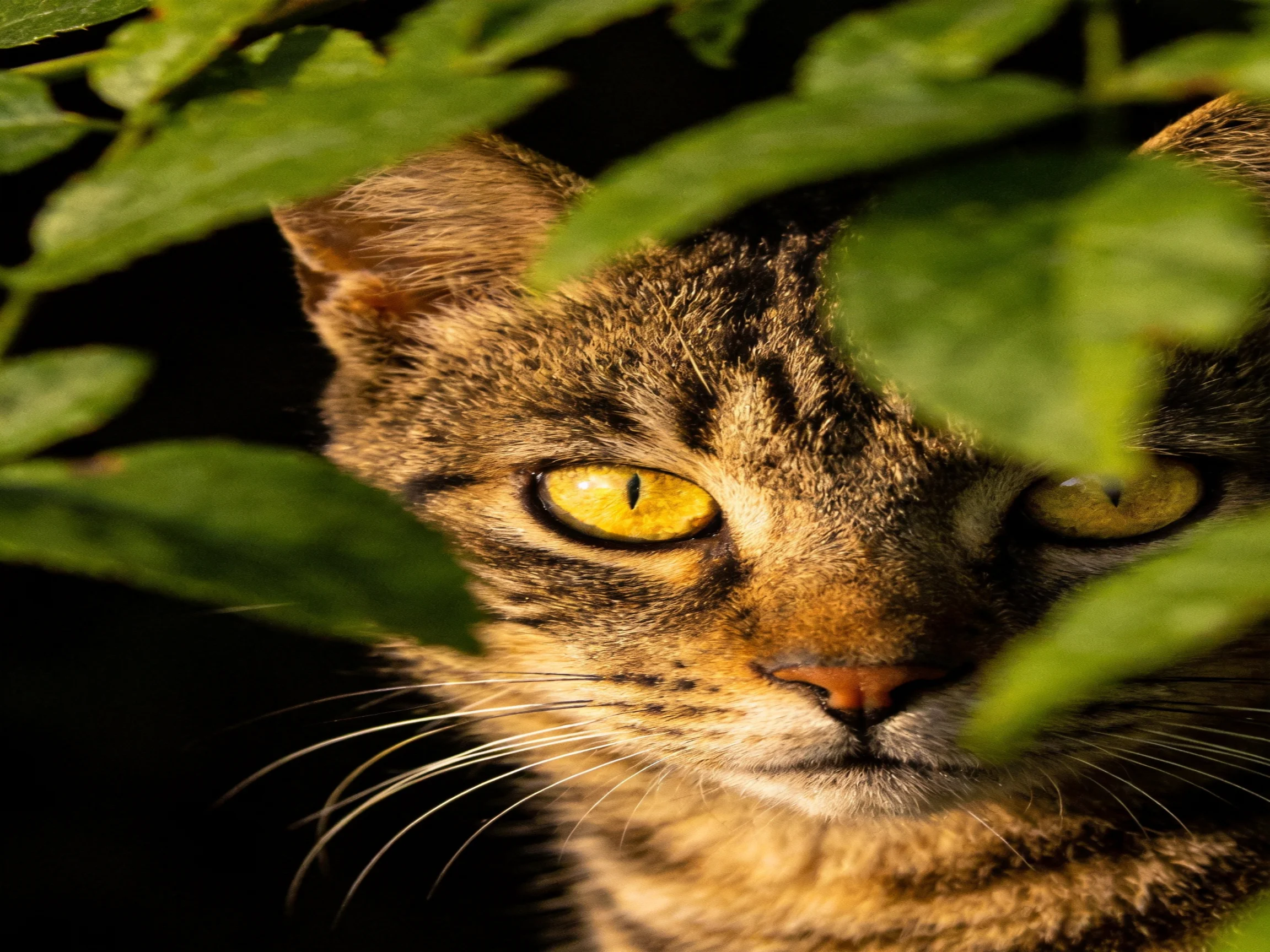 A tabby cat with yellow eyes is partially hidden by green leaves in a dark setting.