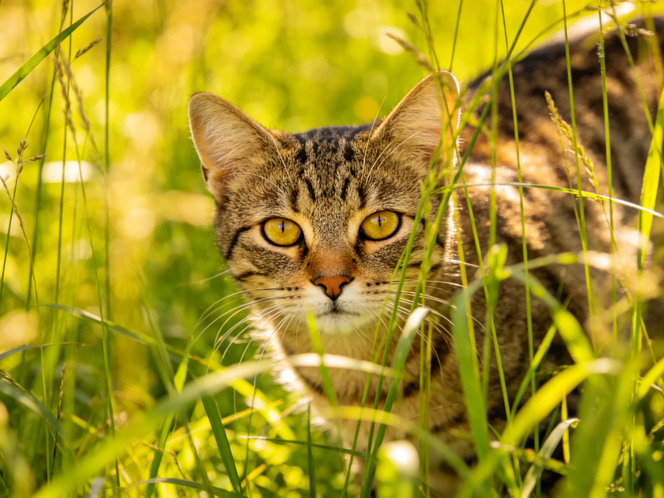 A tabby cat with yellow eyes is hidden by tall green grass in sunlight.